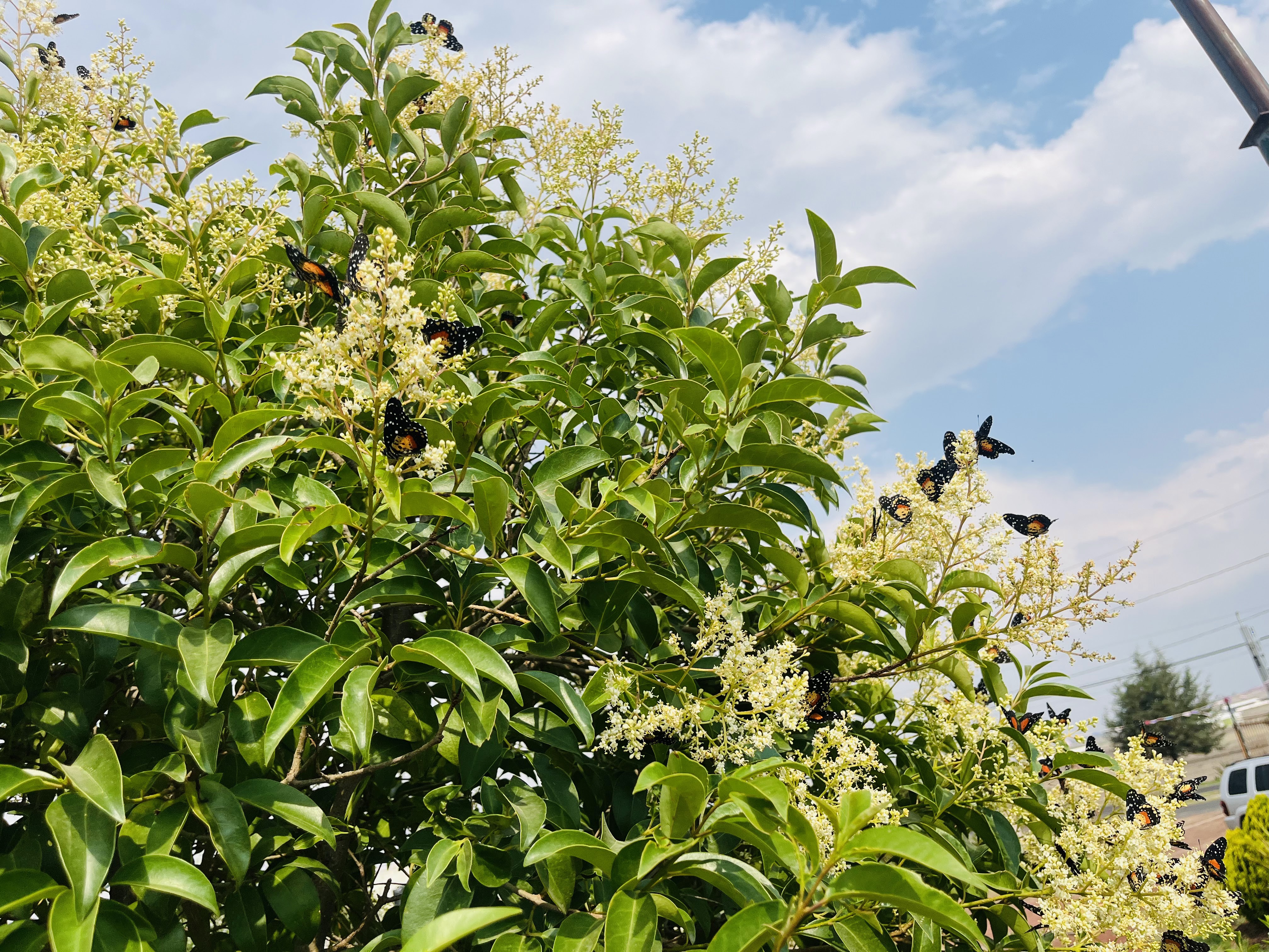 Centro Campestre El Fresno image 2