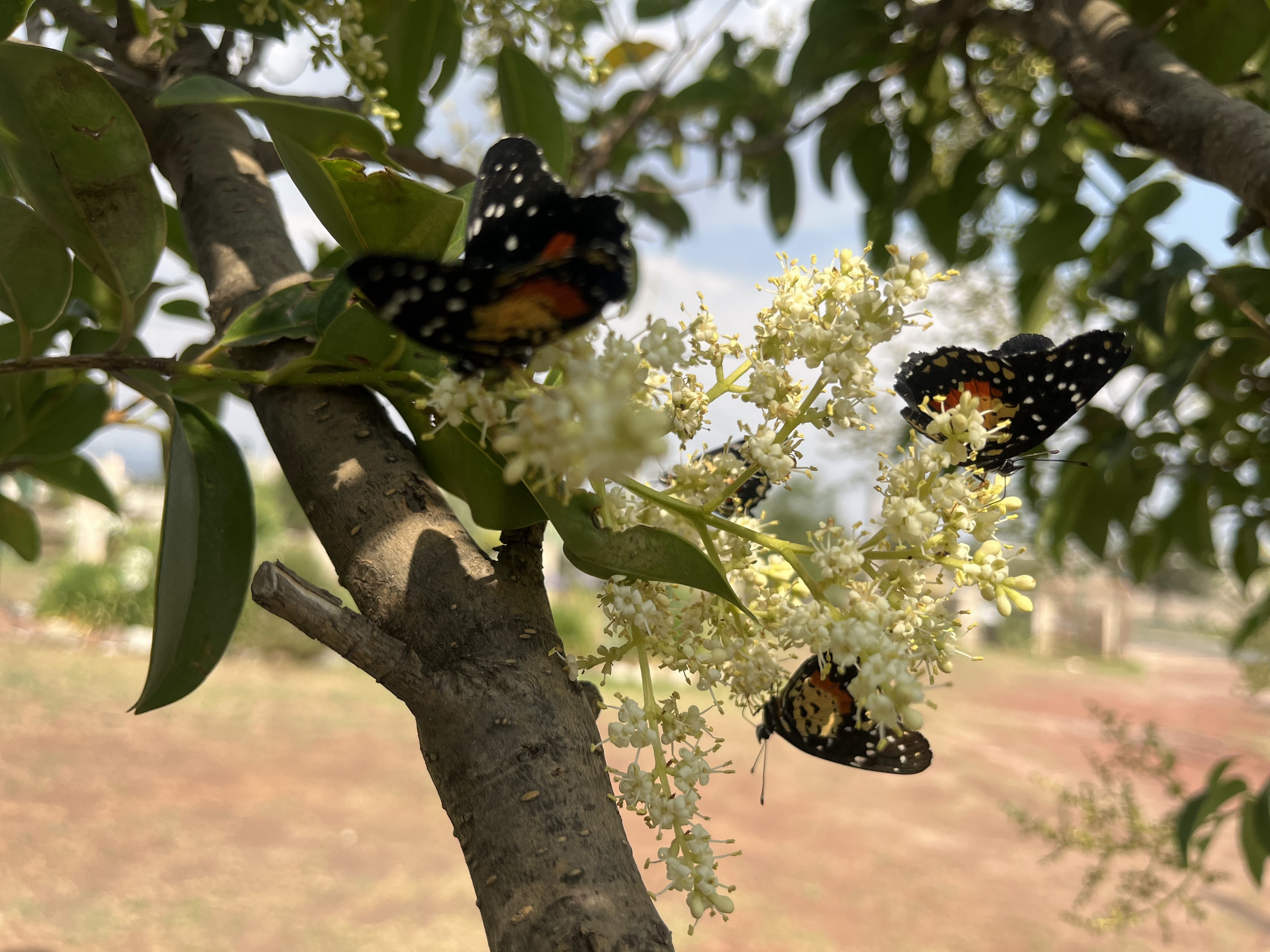 Centro Campestre El Fresno image 7