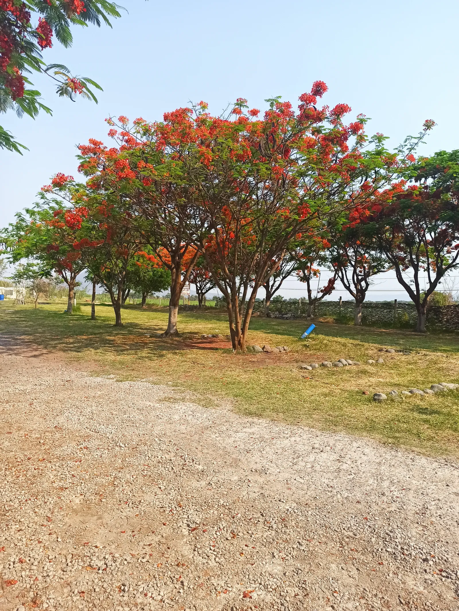 Campo la Victoria image 10