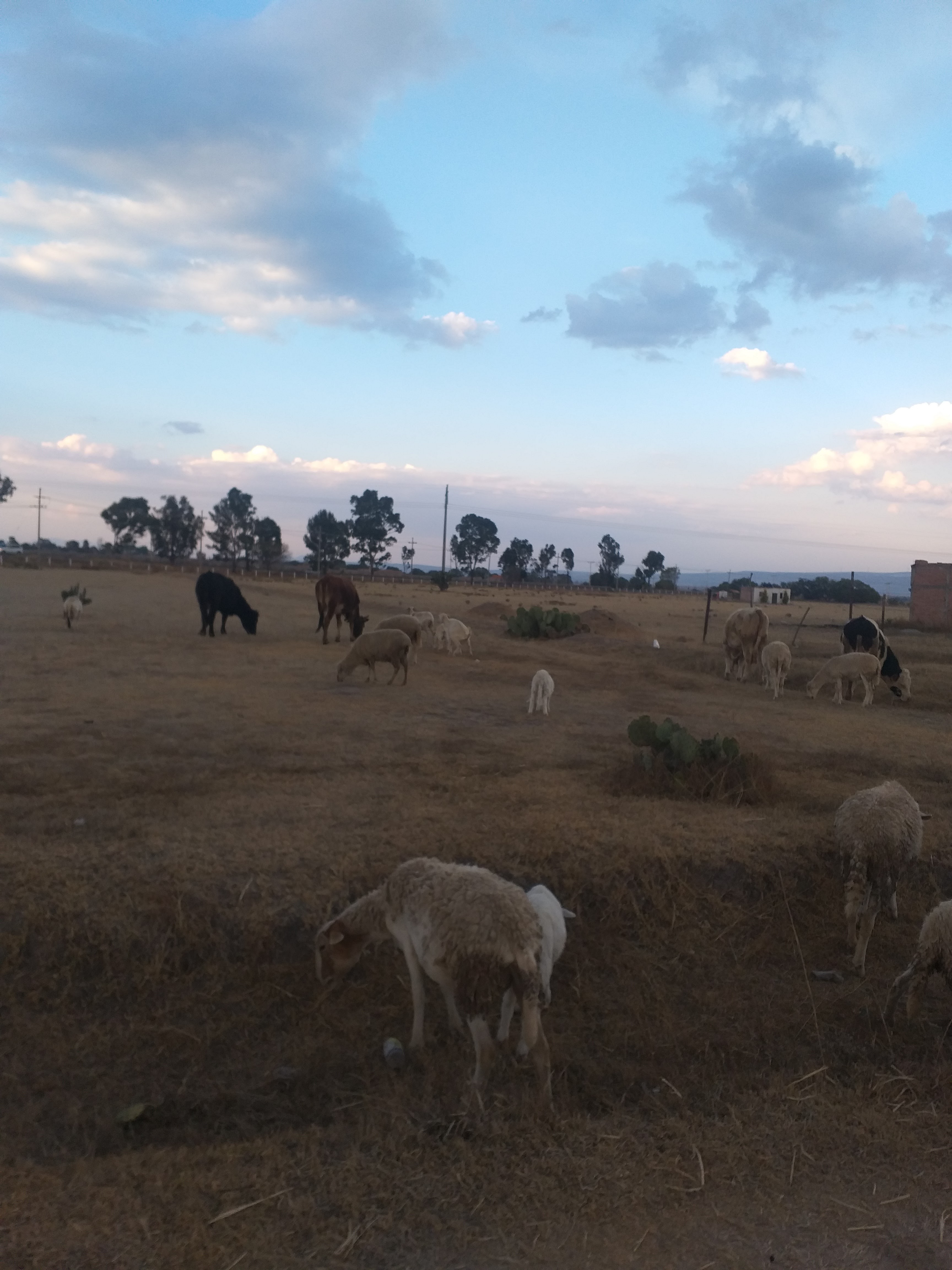 Loncheria Guadalajara image 6