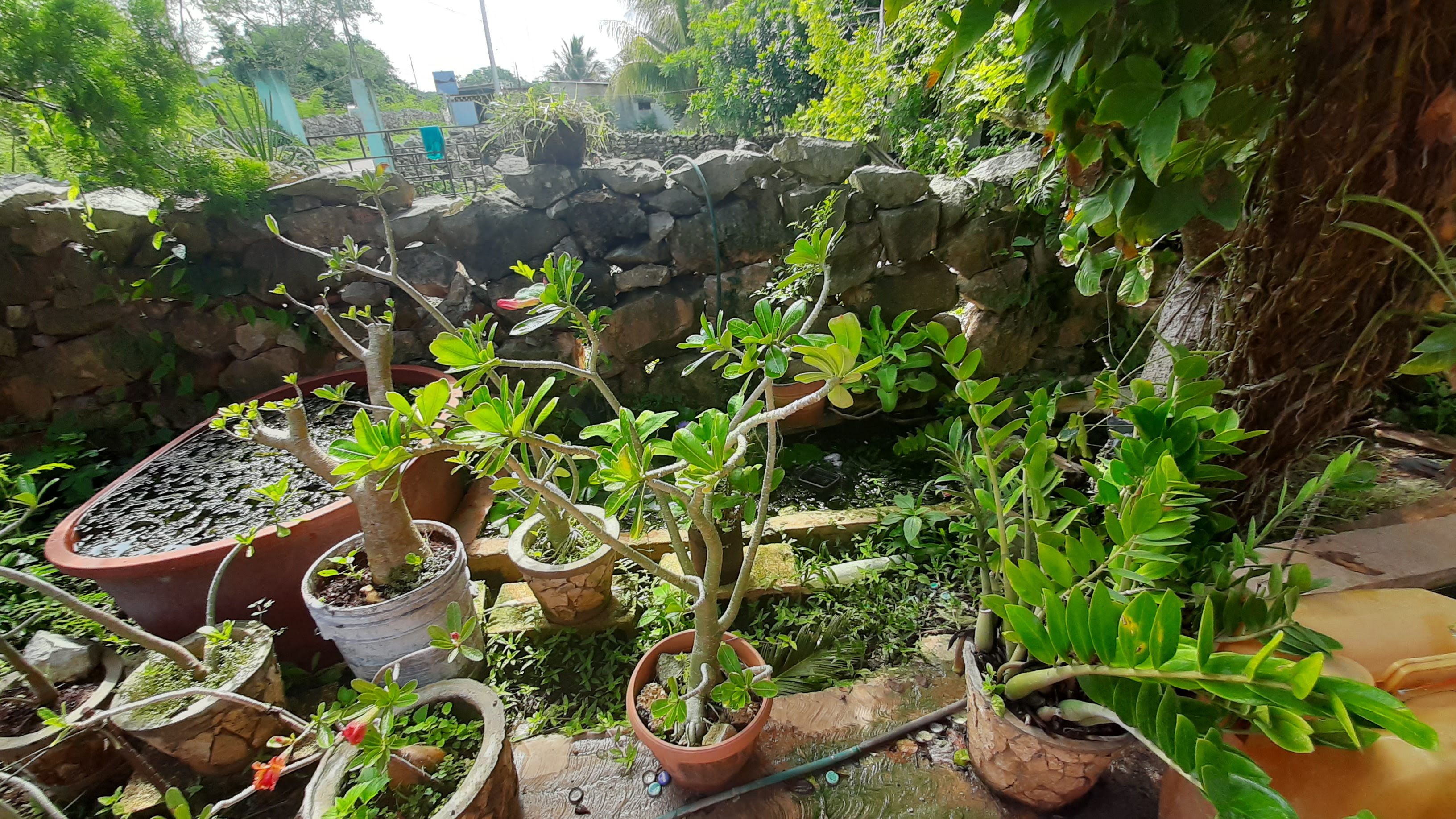 La Palmera 2 image 6