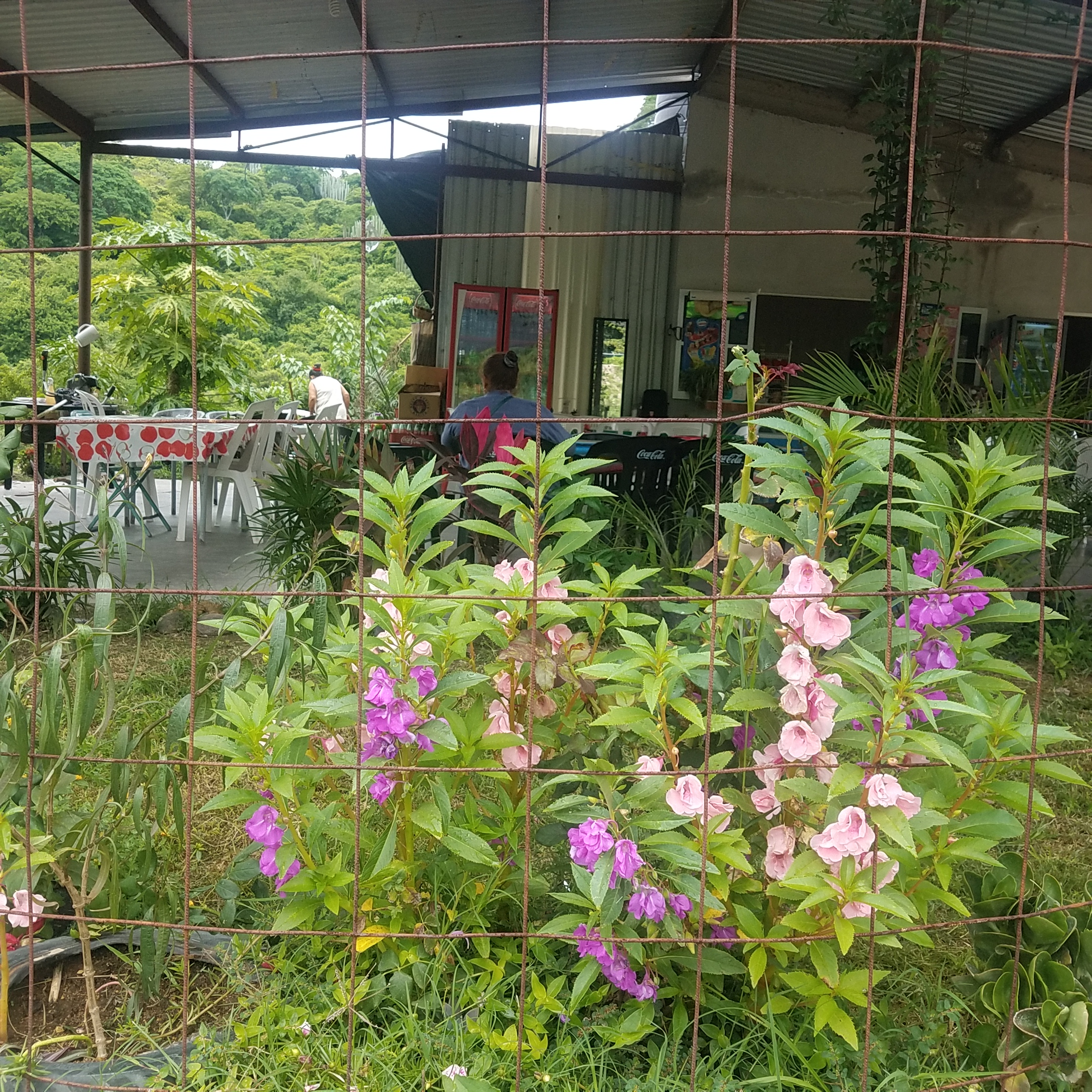 Restaurant Flores Rojas image 3