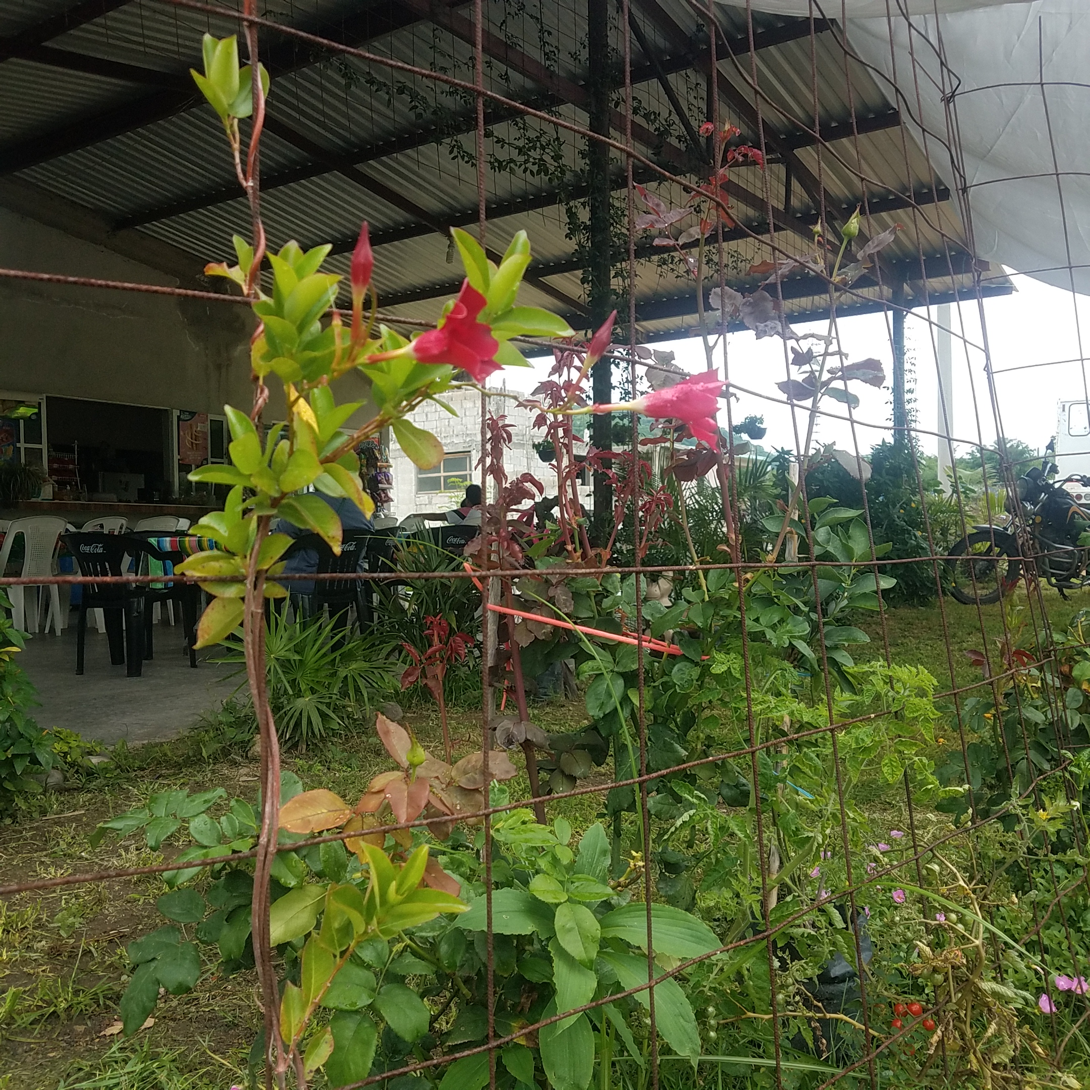 Restaurant Flores Rojas image 6