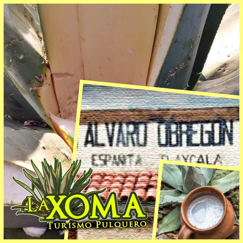 Pulques & Gastronomía "La Palapa de Don Jaime" image 2