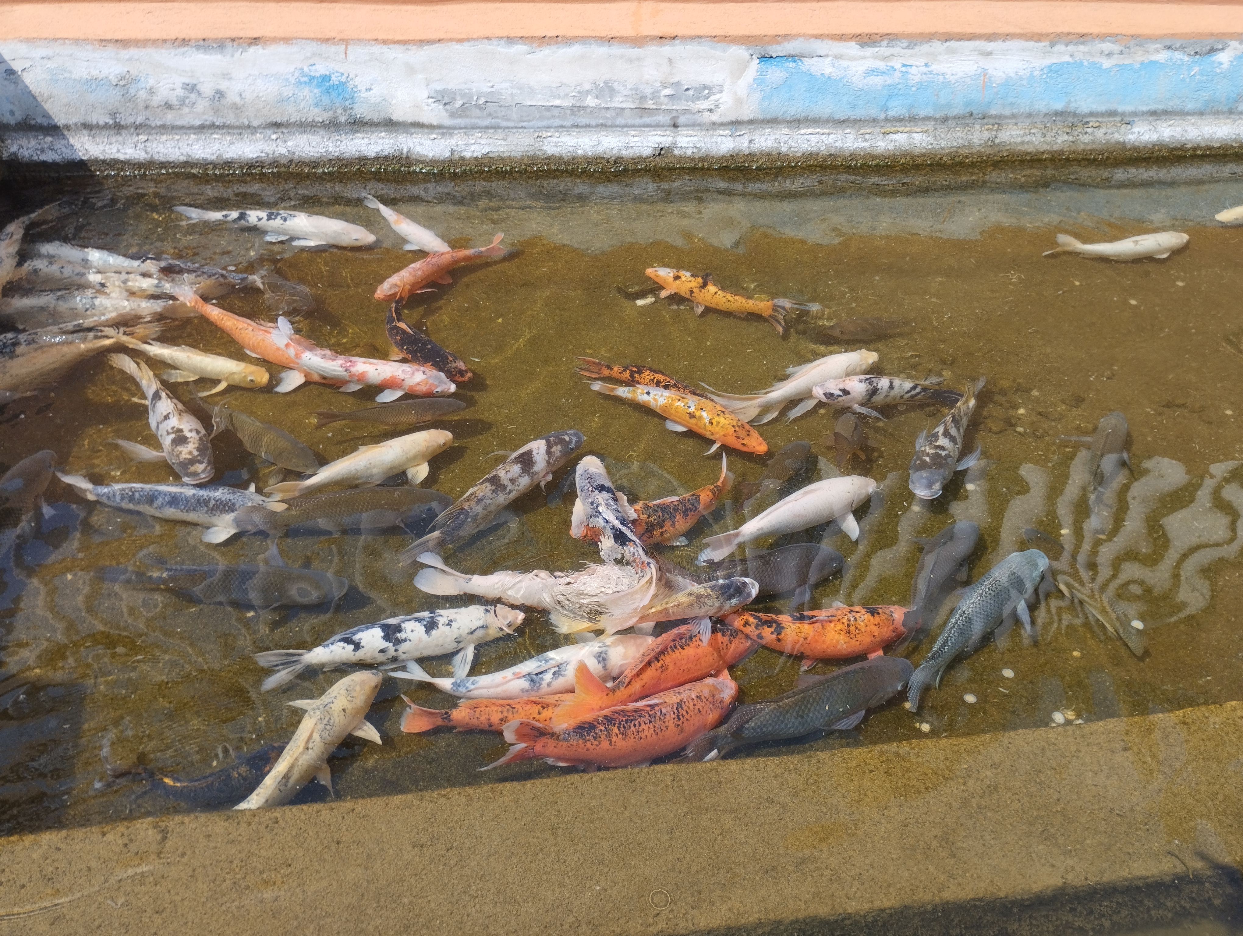 Restaurant Los Arquitos image 4