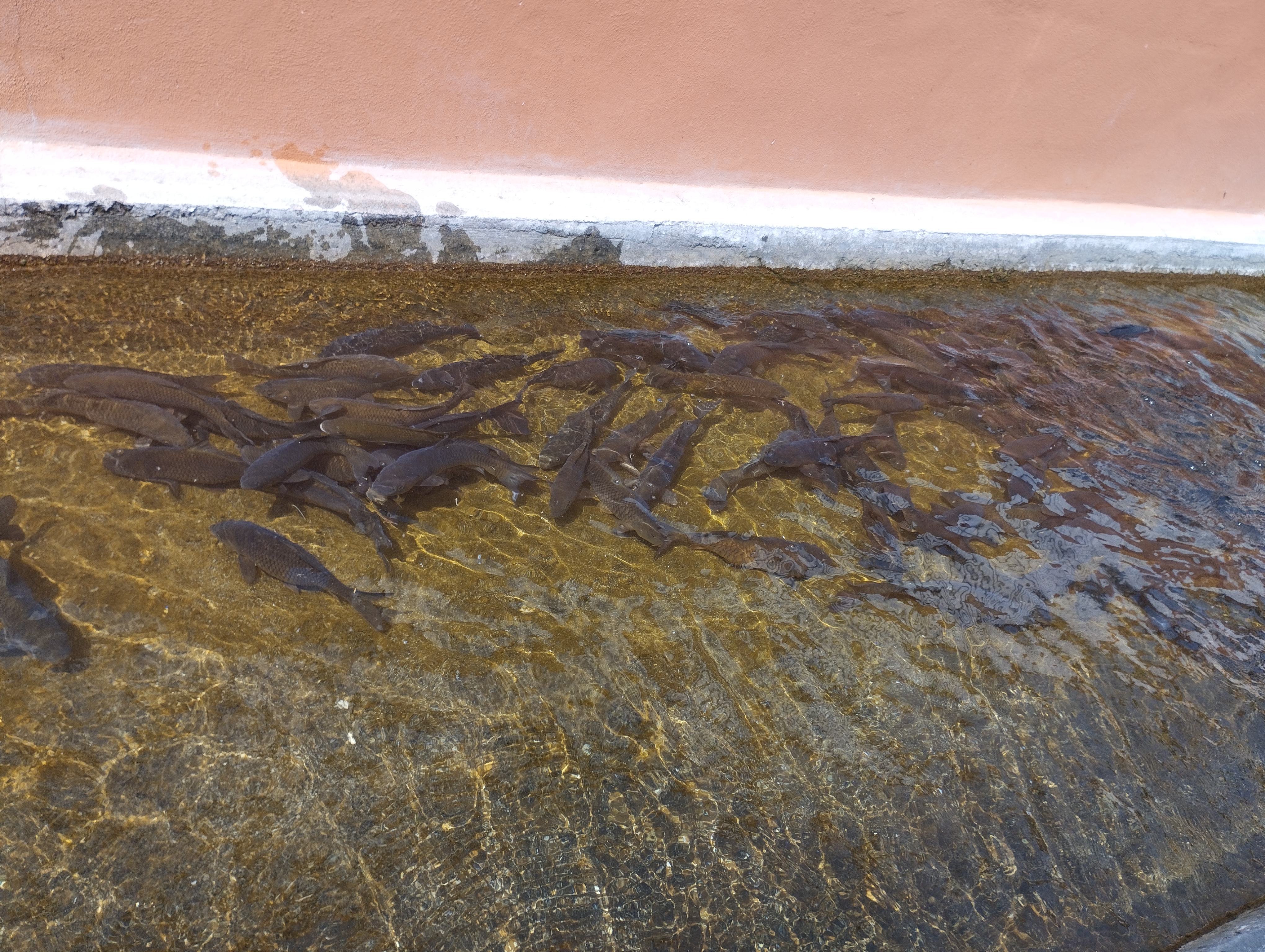 Restaurant Los Arquitos image 7