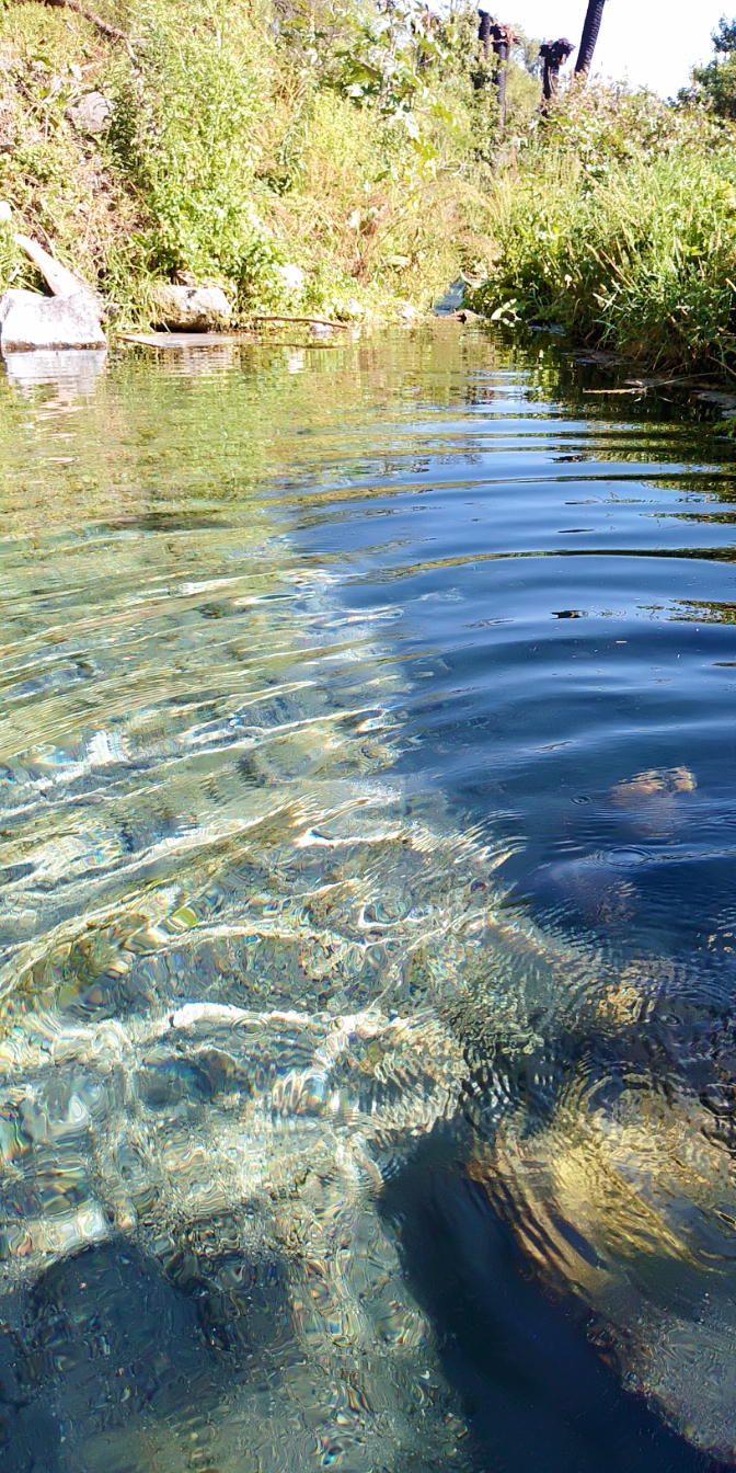 El Coyote Rengo image 6