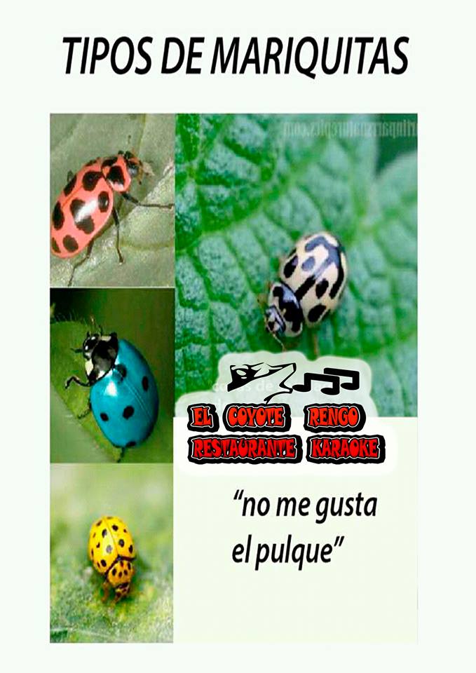 El Coyote Rengo image 8