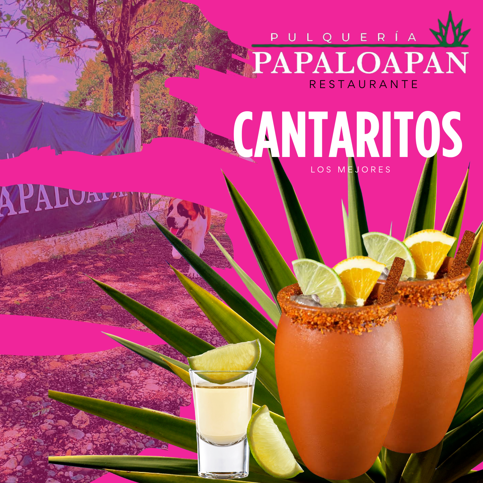 PULQUERÍA PAPALOAPAN image 2
