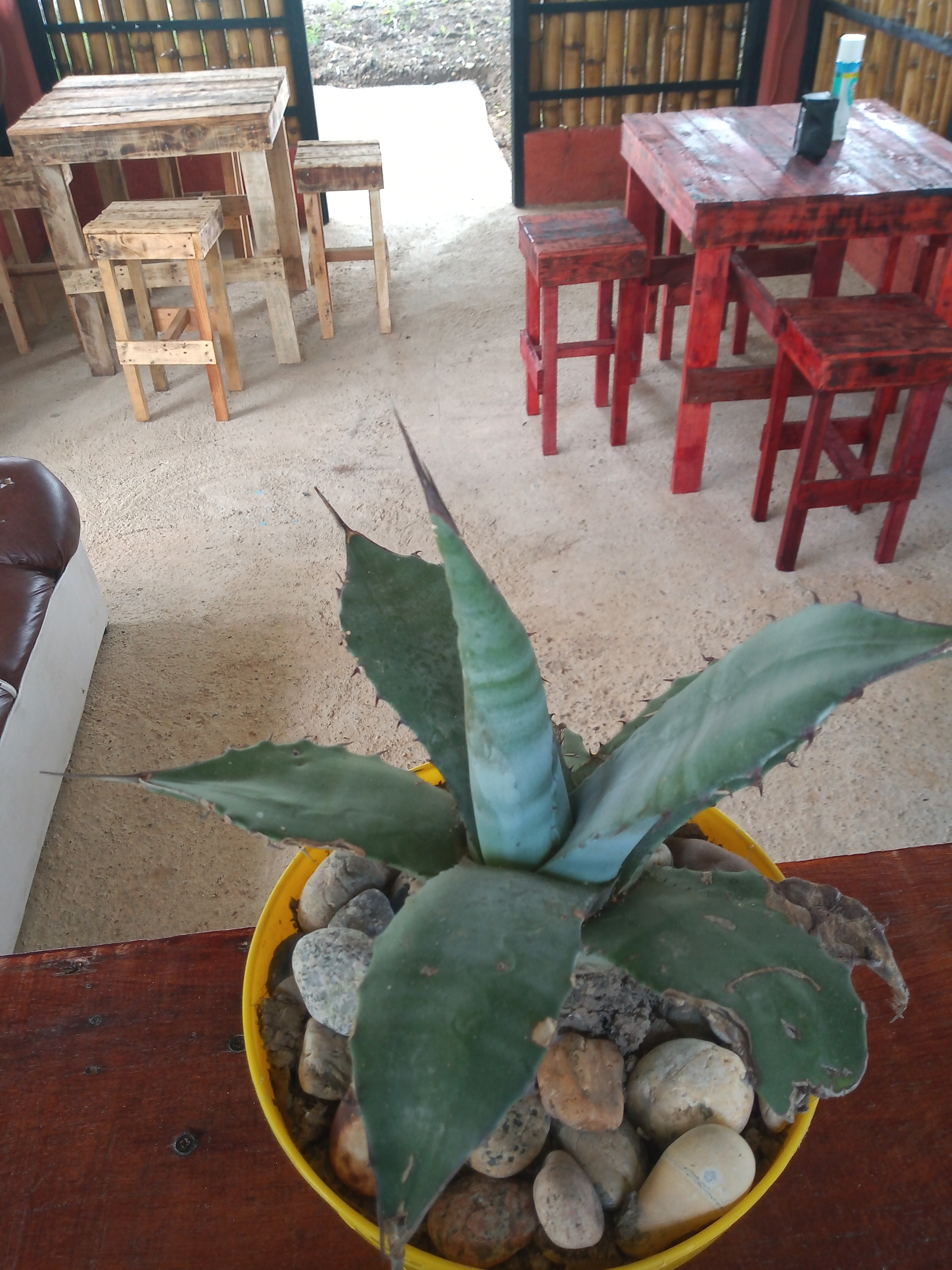 PULQUERÍA PAPALOAPAN image 7