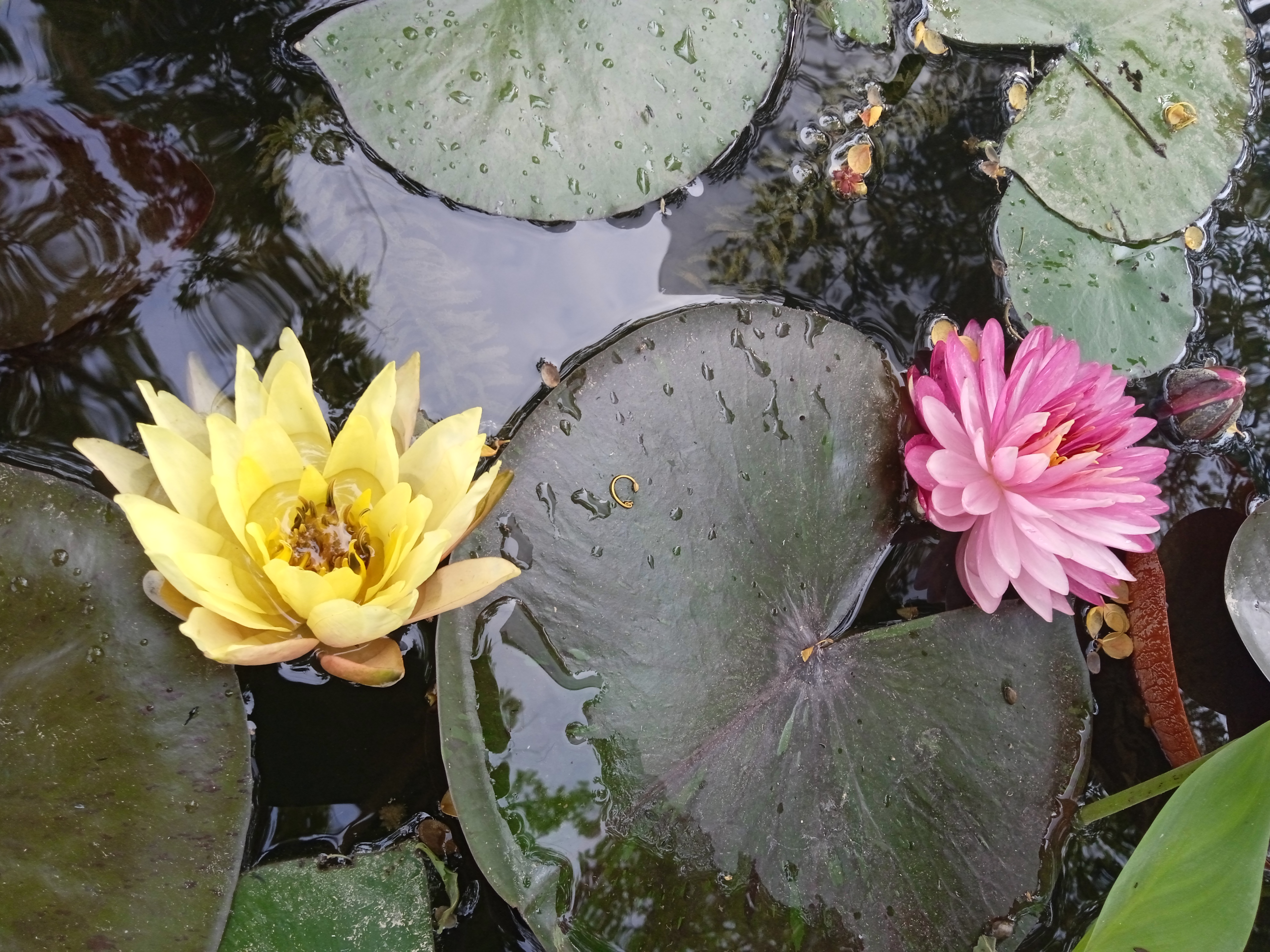 El Real Restaurante Campestre image 4