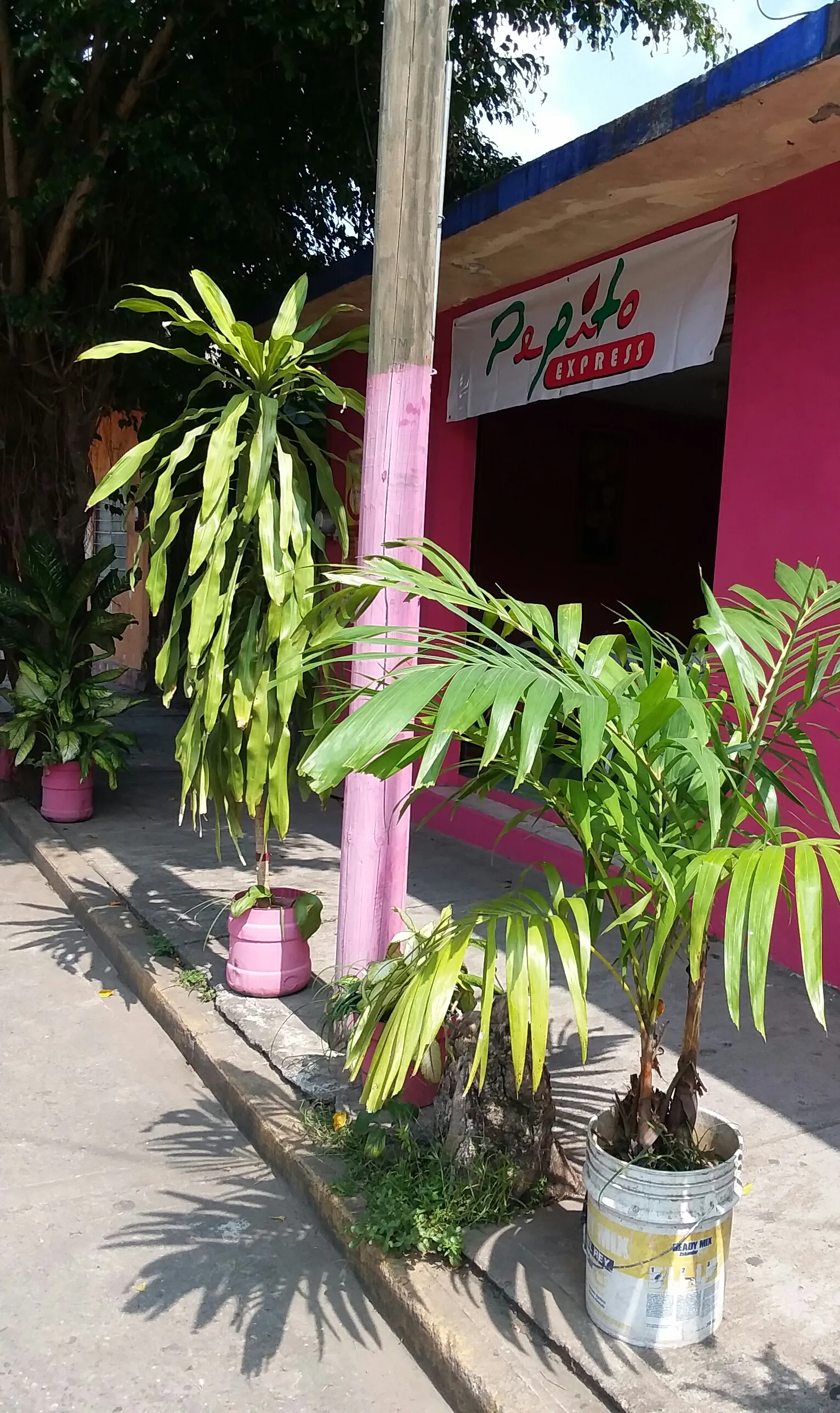 Restaurant " PEPITO EXPRESS" image 4