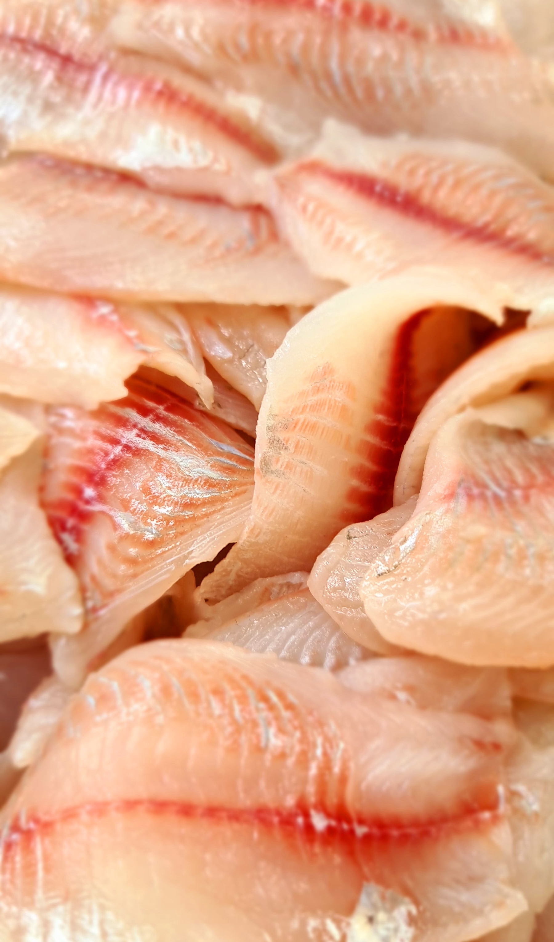 La Mojarra de Churumuco image 9