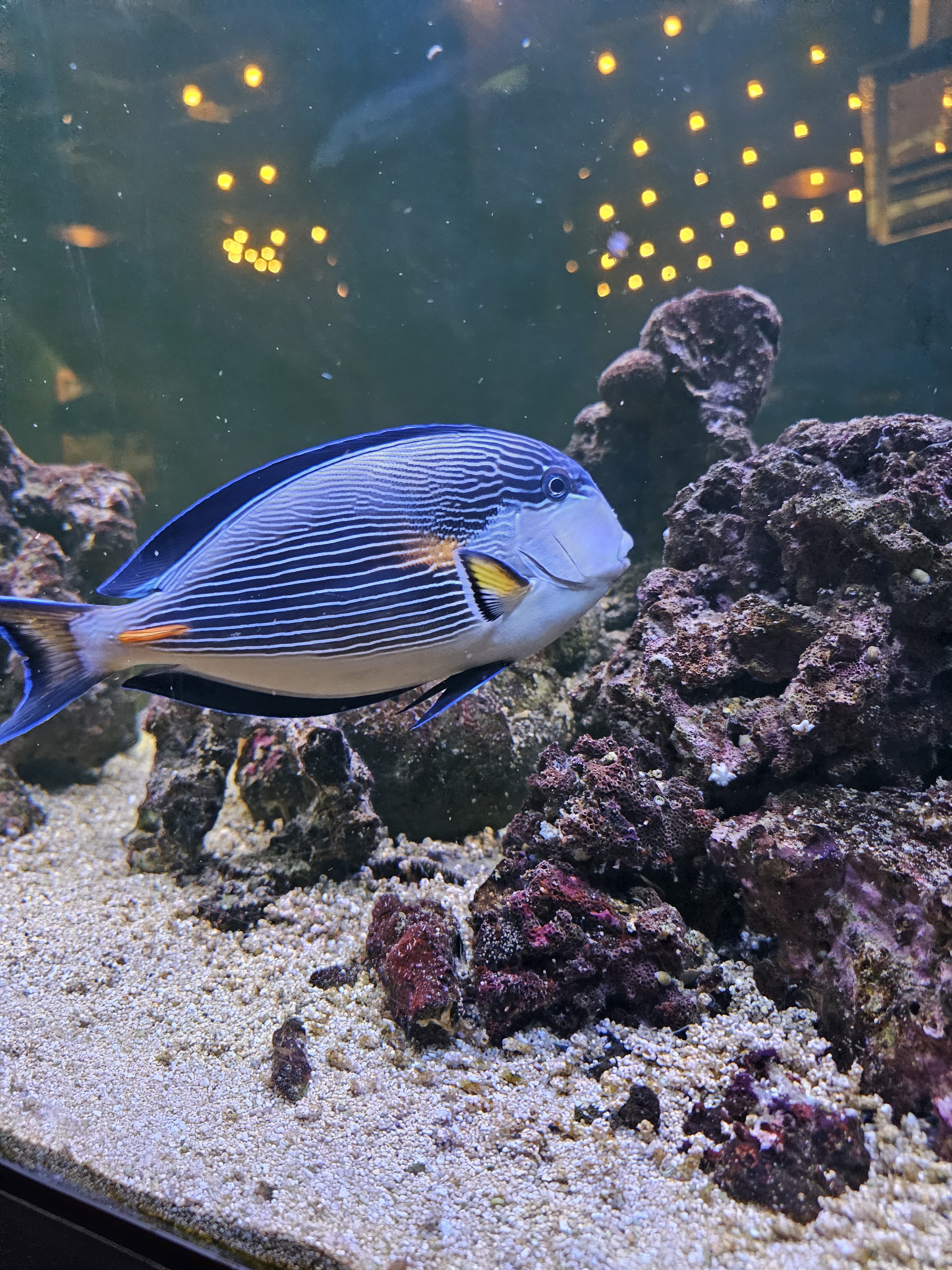 Beef Capital image 7