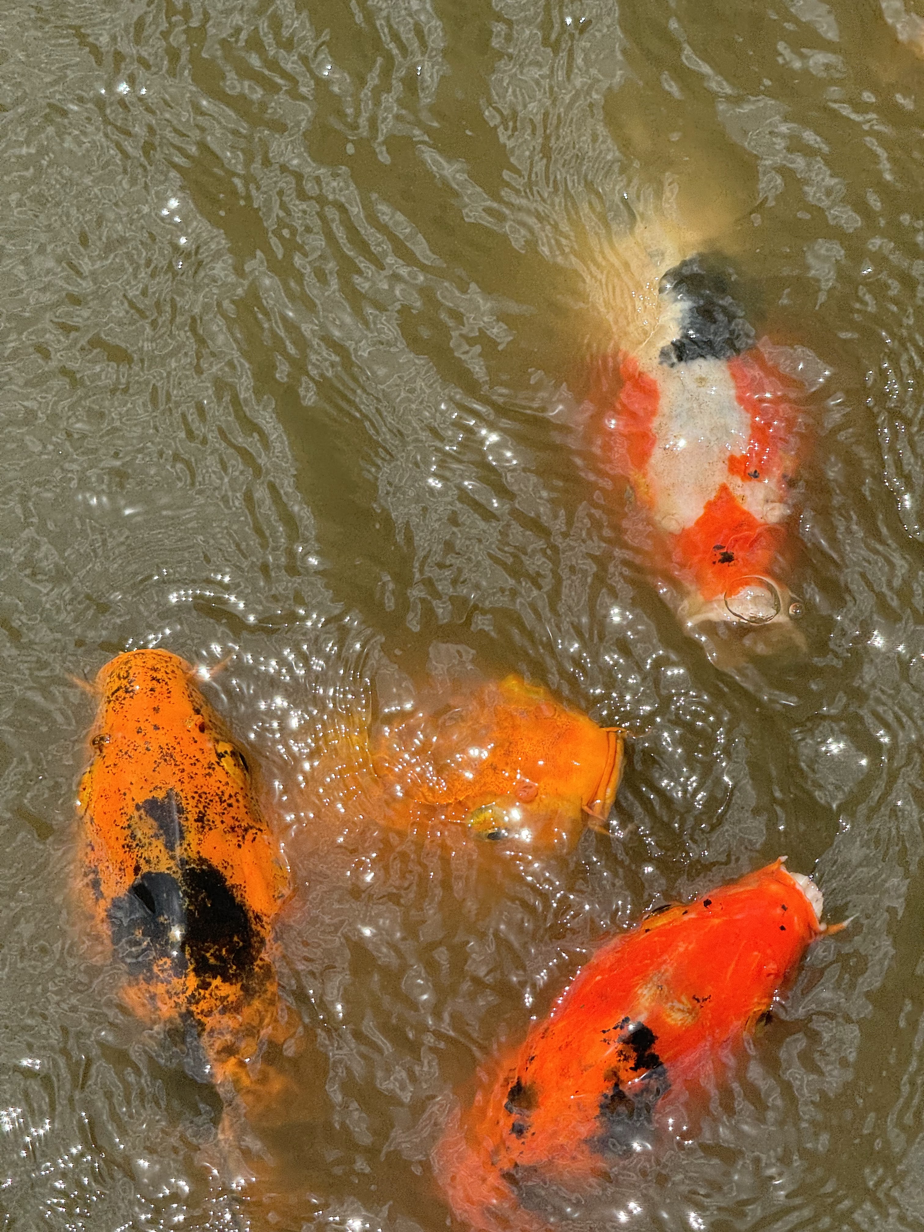 La Casa de Los Lotos image 8