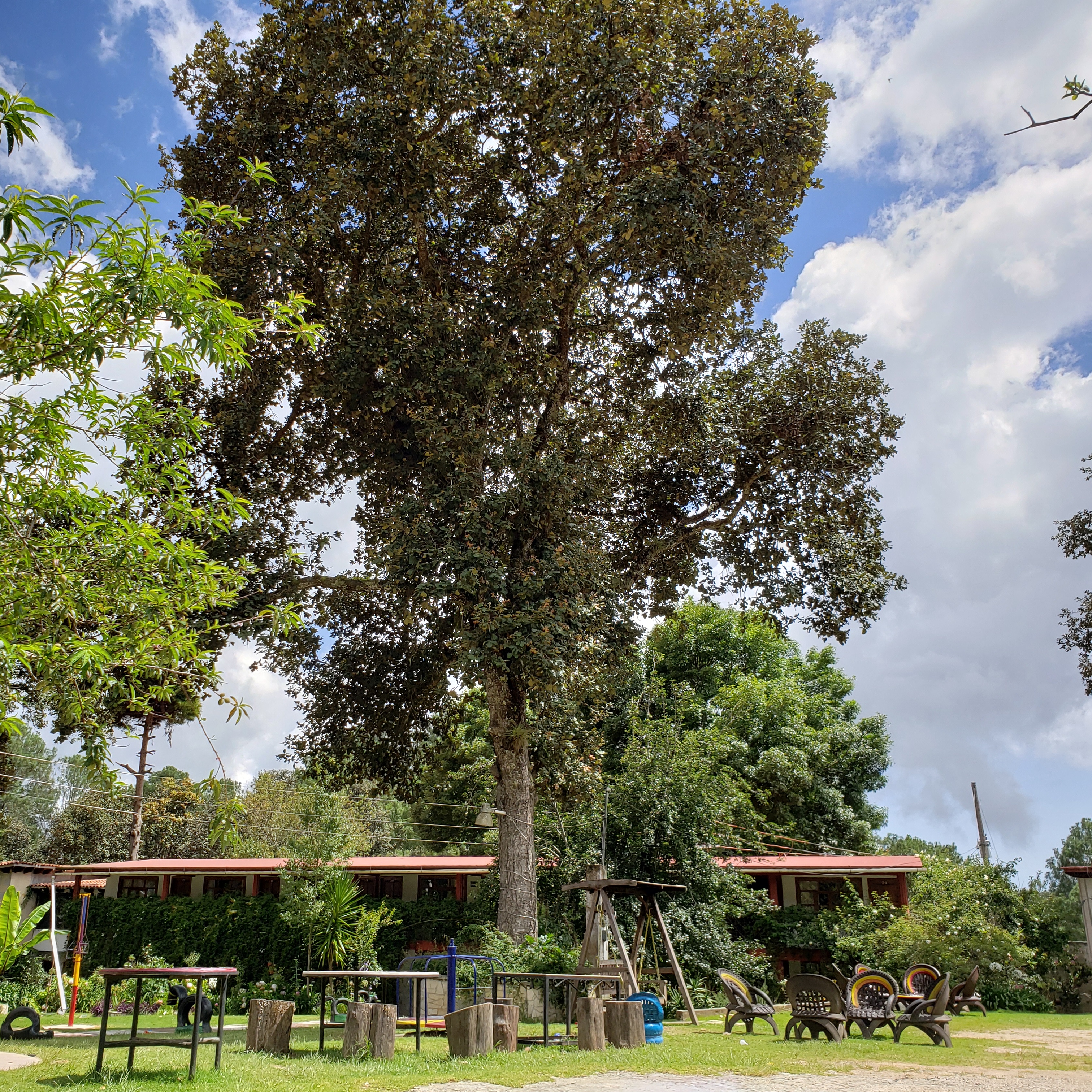Restaurante las Flores image 9
