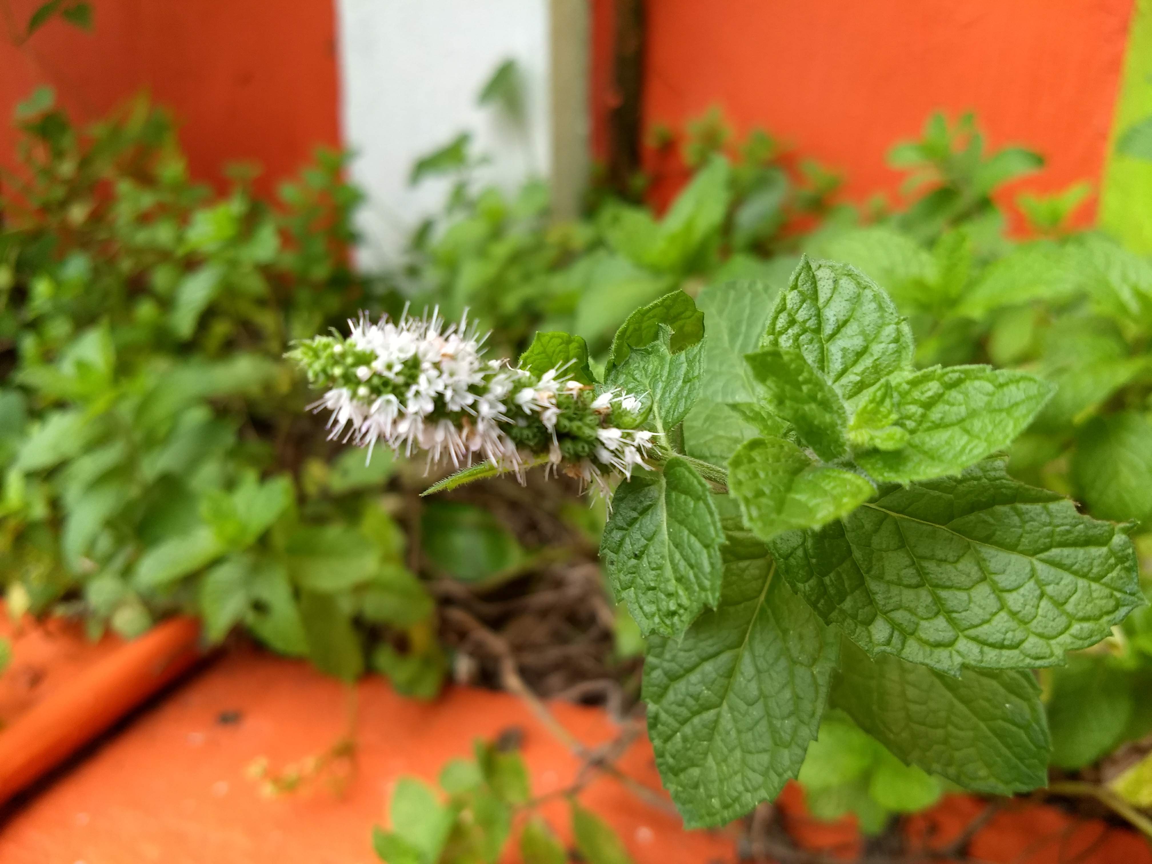 Restaurant El Palmar image 7
