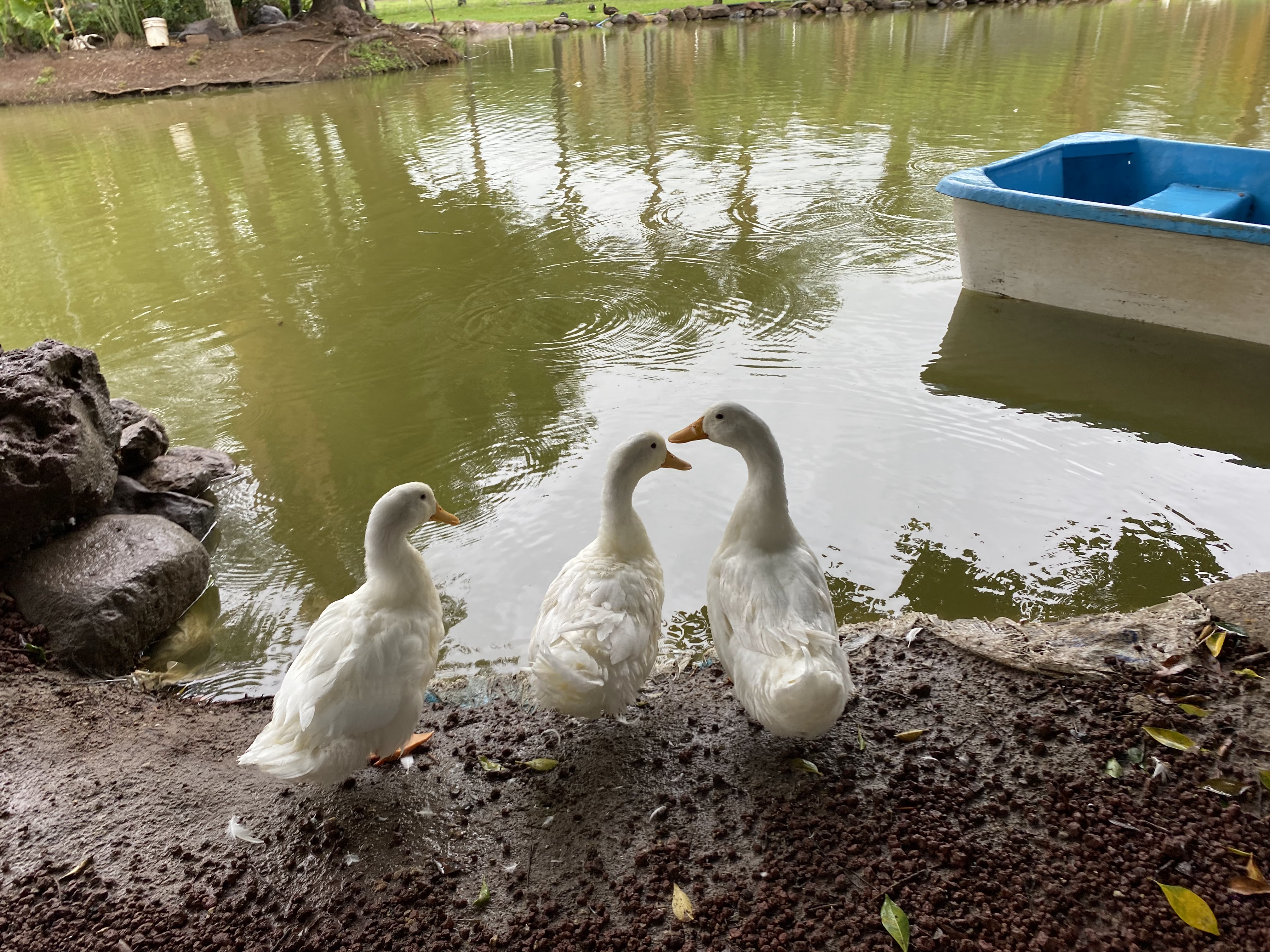 Restaurant Los Cuates image 4