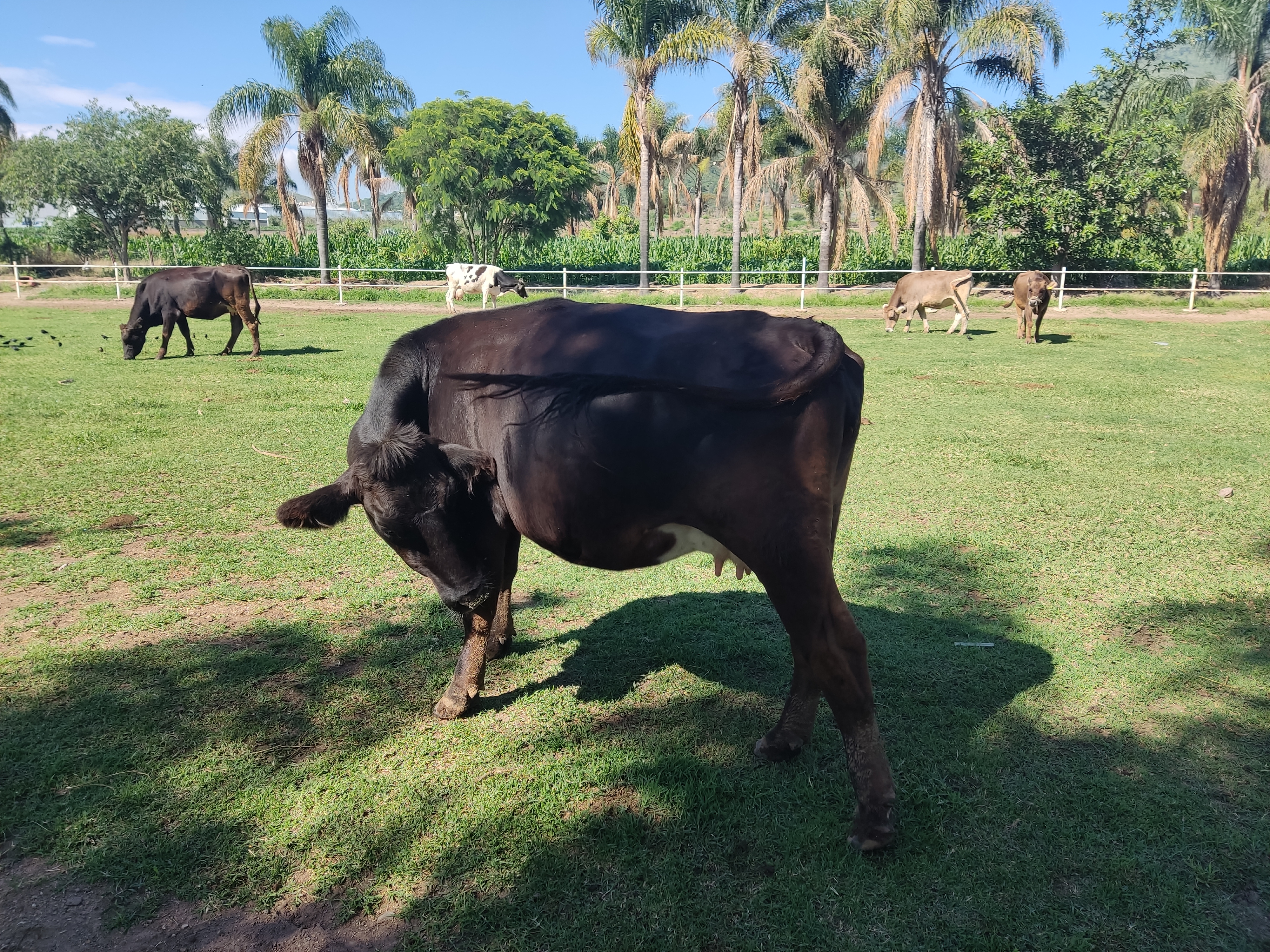 Restaurant Los Cuates image 5