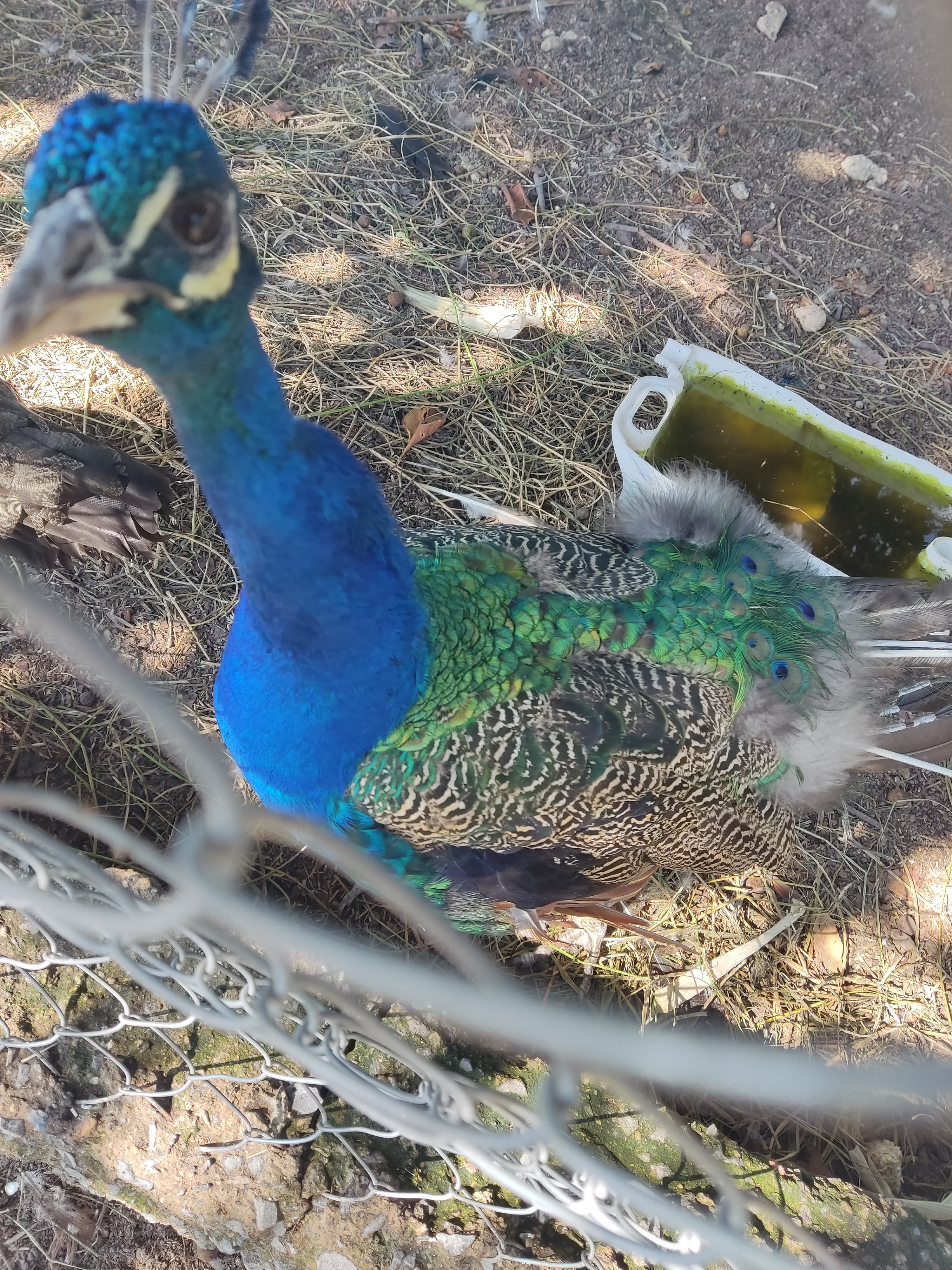 Restaurant Los Cuates image 7