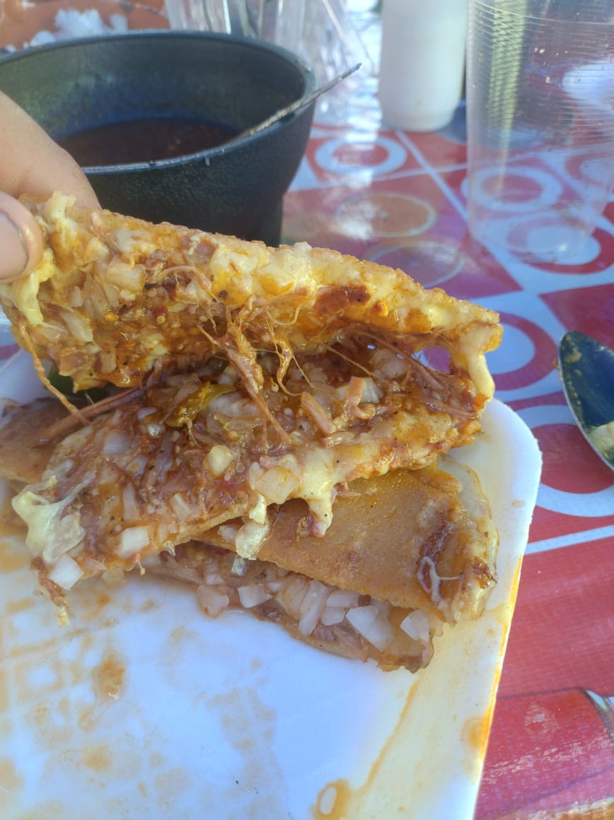 Menuderia sigala image 2