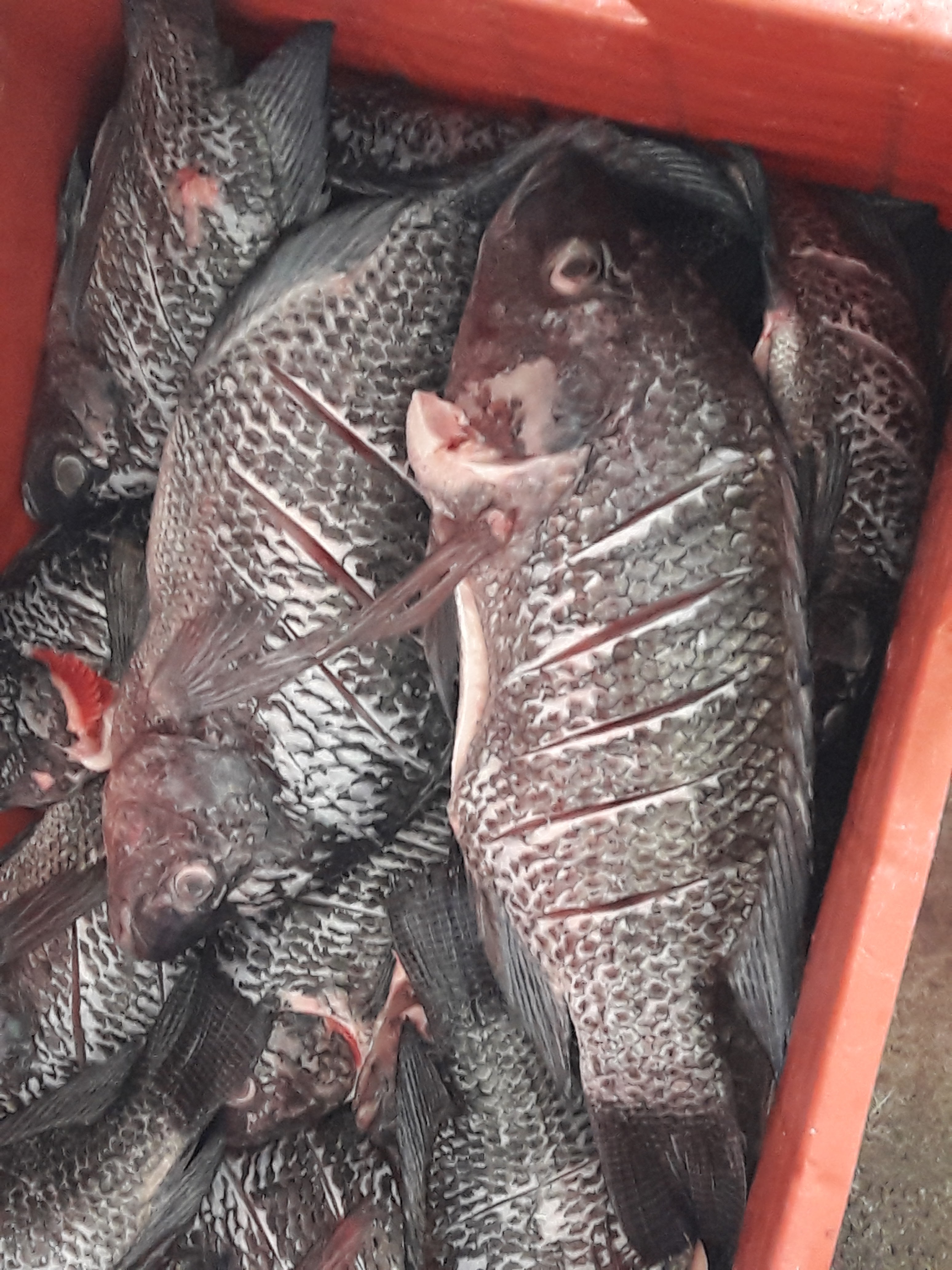 Restaurant Familiar 7 Mares image 10