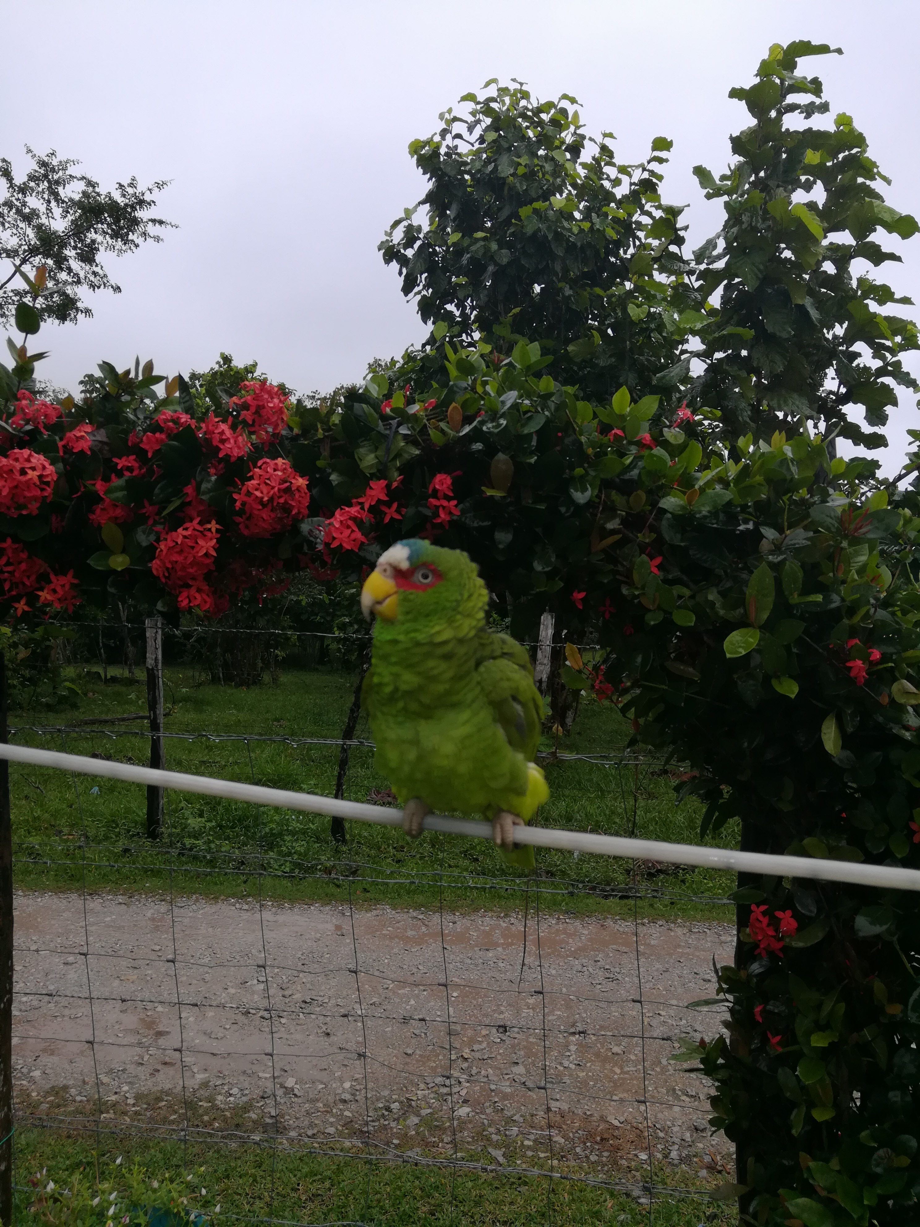 Restaurante Los Manglares image 8