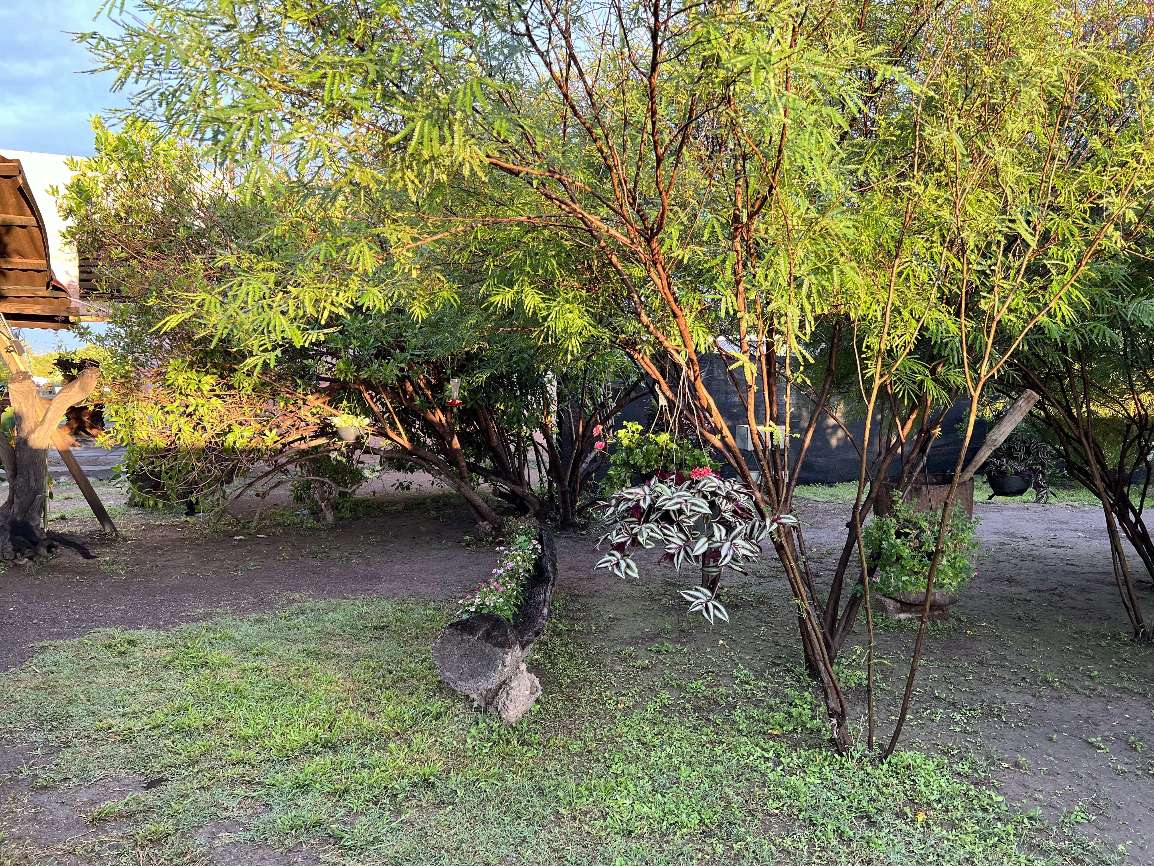 FLOR Y MIEL Restaurante image 3