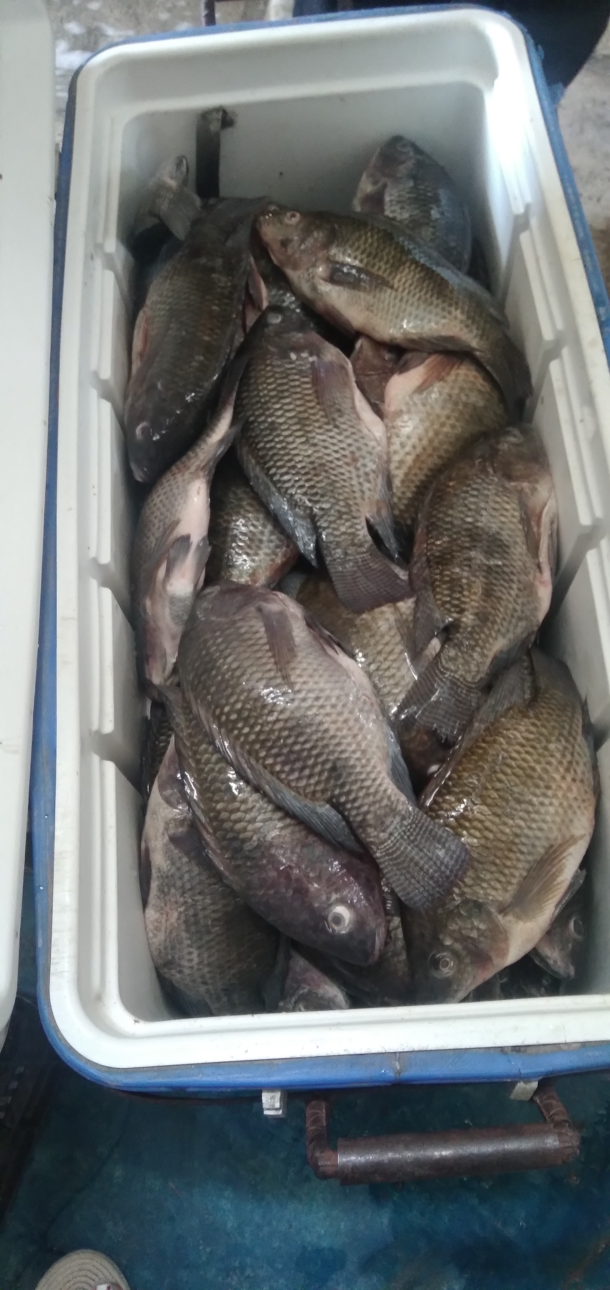 Pescados Y Marisco El Jarras II image 8