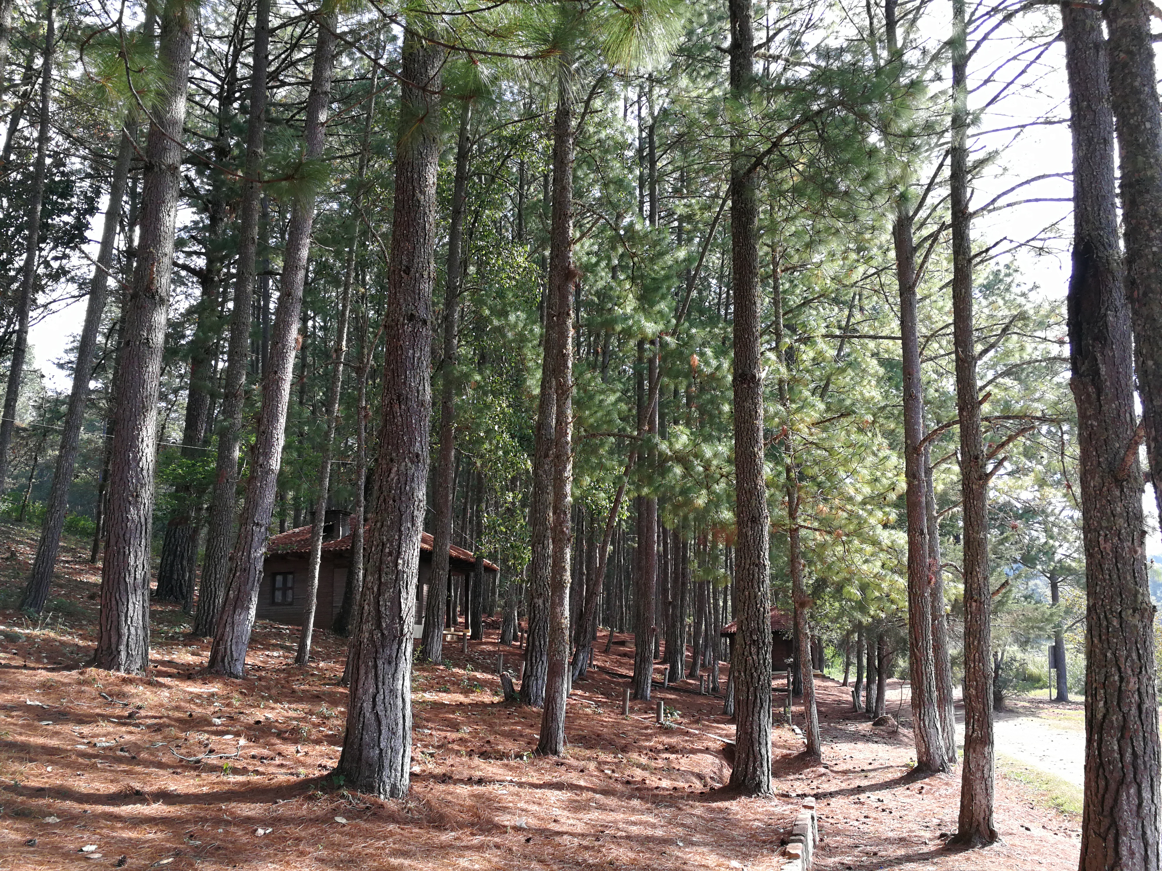 Restaurante Y Renta de Cabañas Laguna Encantada image 10