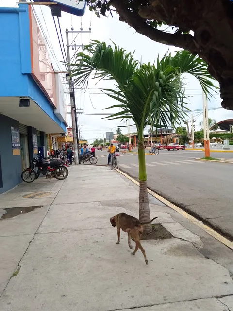 Asadero tacomexi mixtequilla image 7