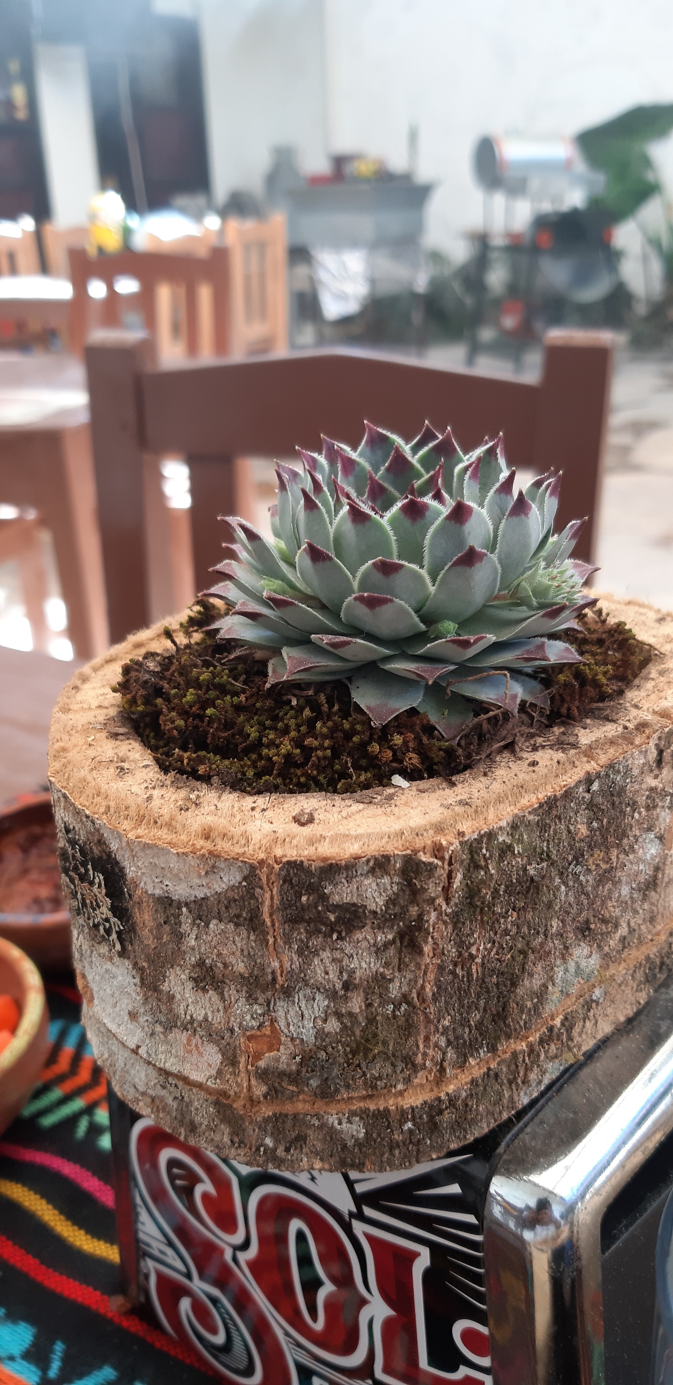 Restaurante Patio Oaxaca image 3