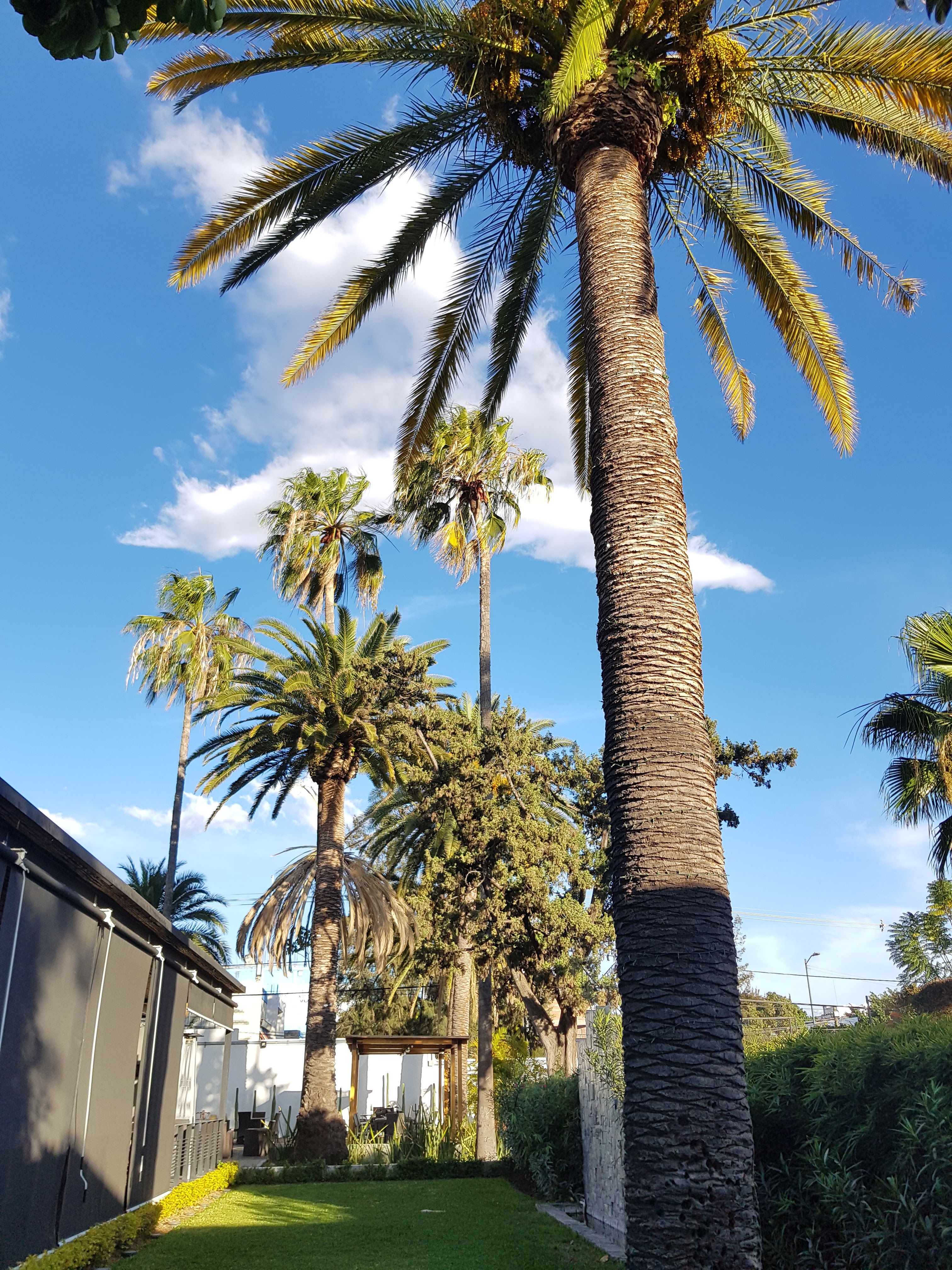 Restaurante Casa Palmeras image 8