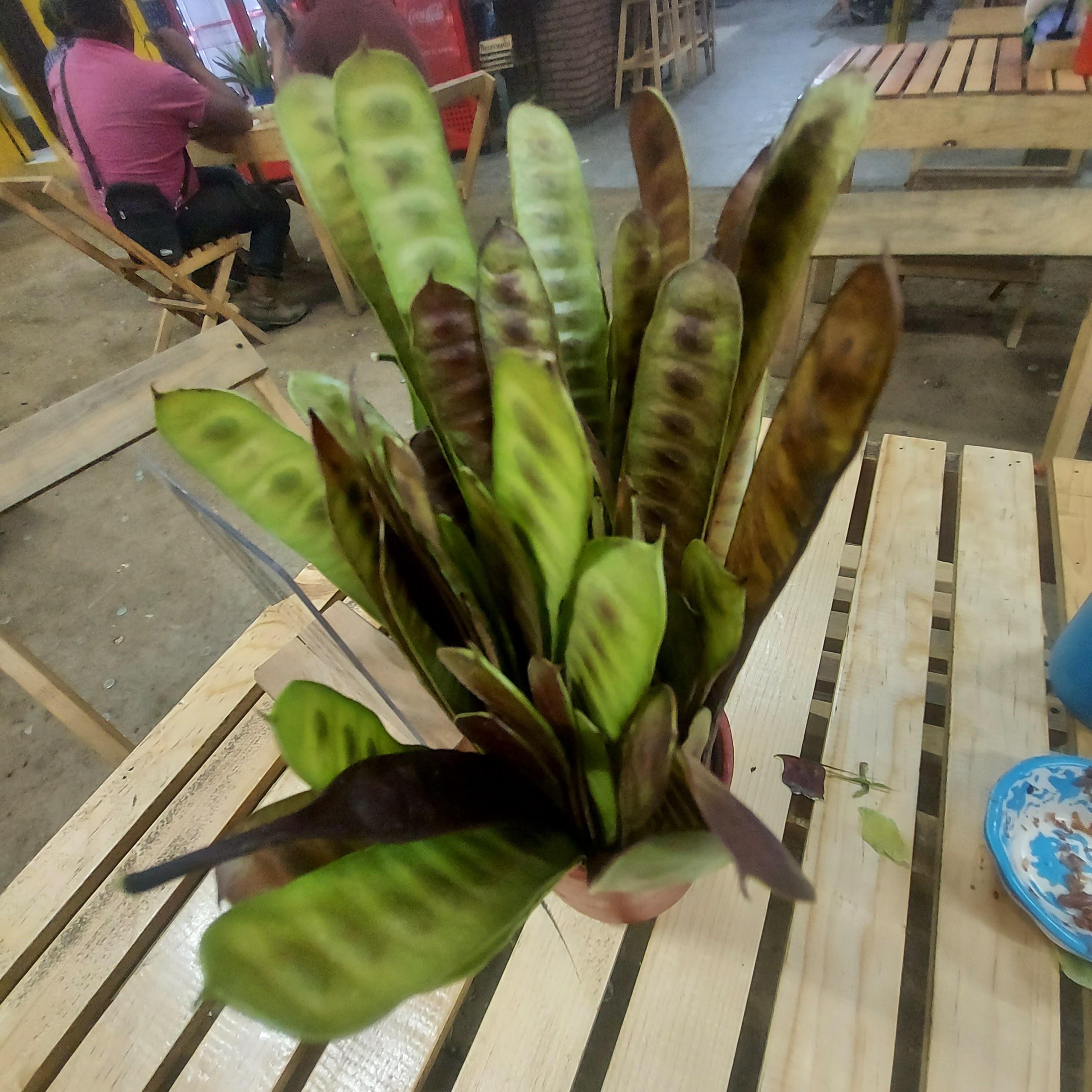 Tlayudas y carnes asadas Oaxaca Antiguo image 9