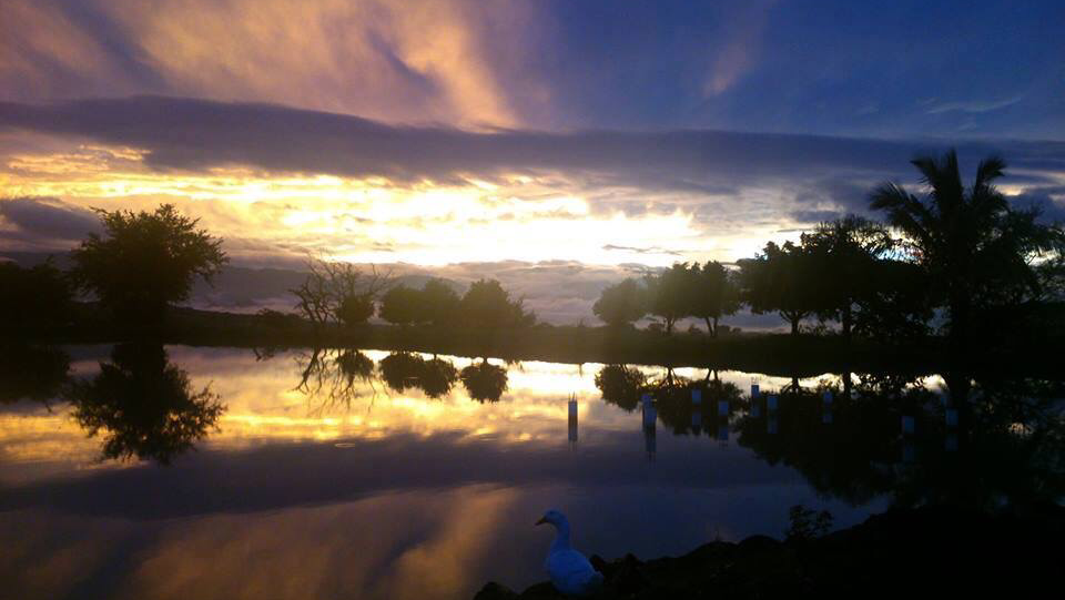 Paraiso del llano image 4