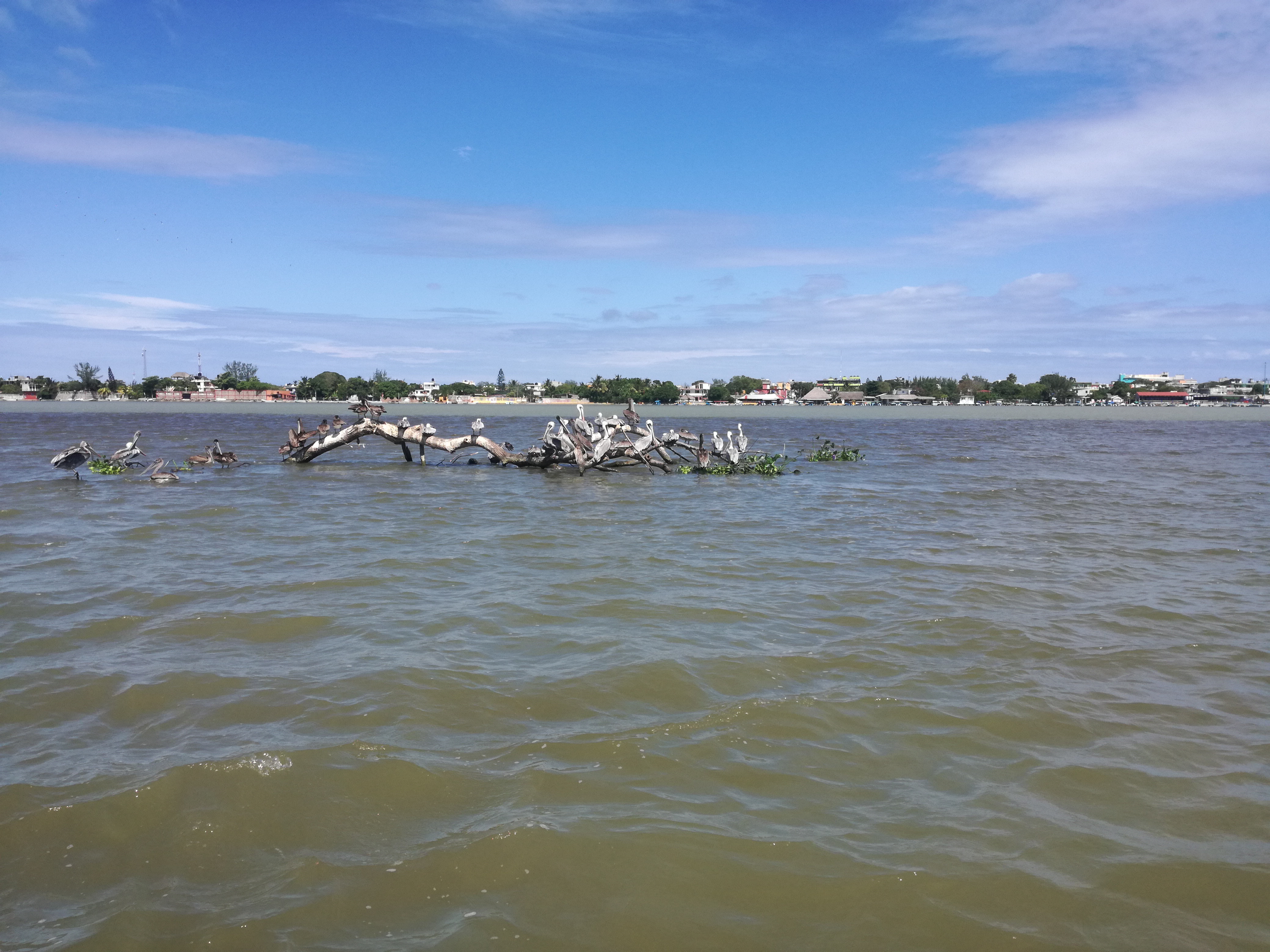 TecoFish Restaurant image 10