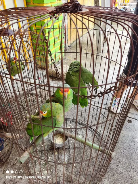 Lonchería La gaviota de oro image 7