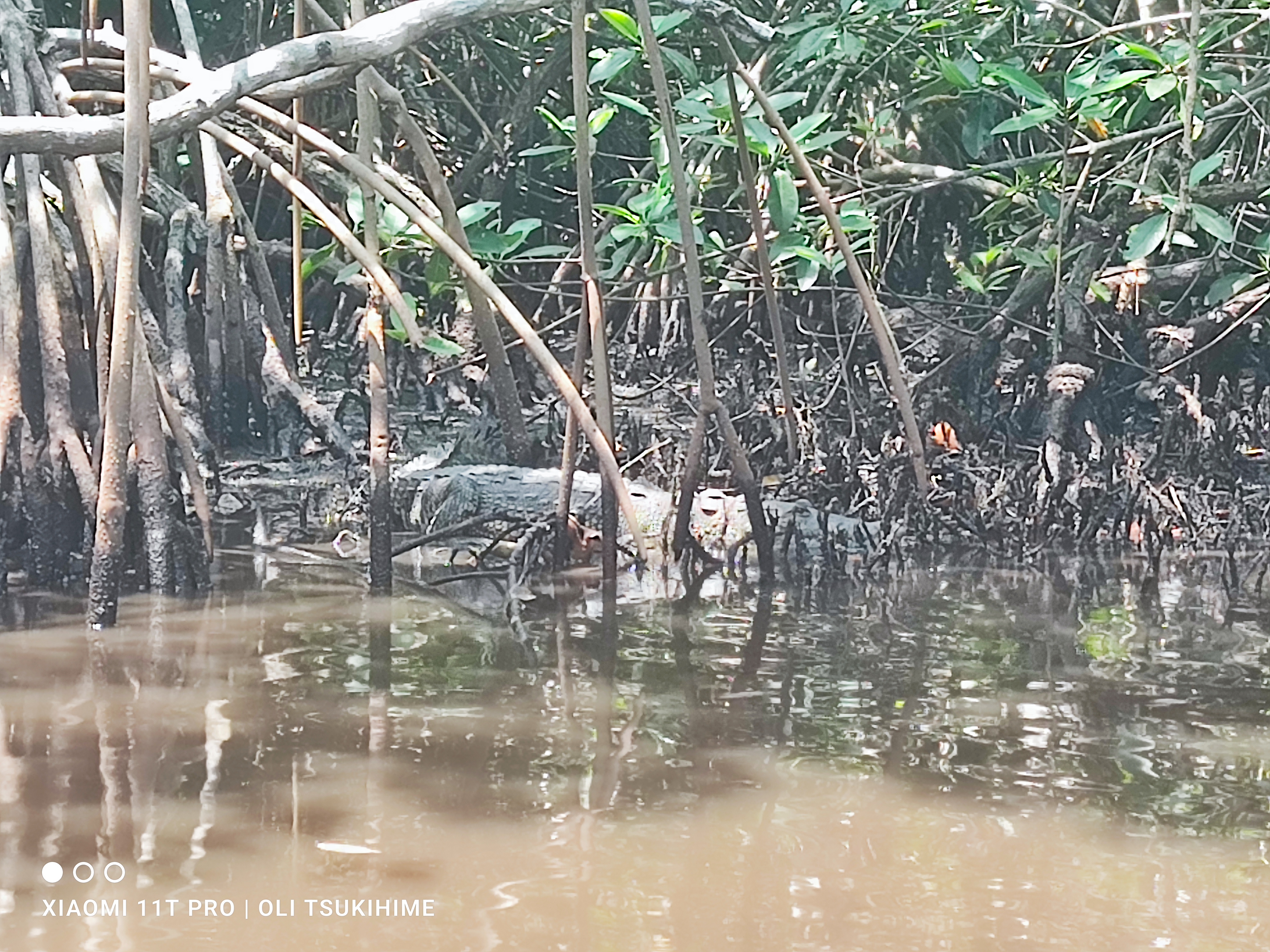 Embarcadero Manglar Tecolutla image 3