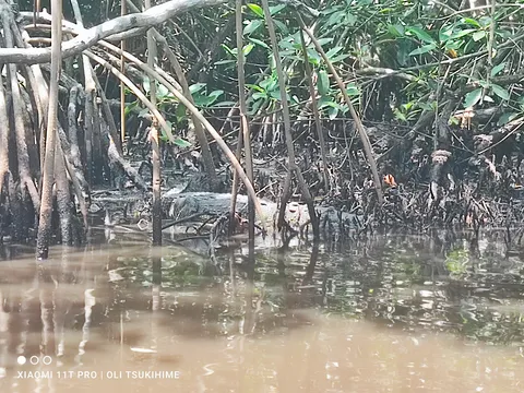 Embarcadero Manglar Tecolutla image 3