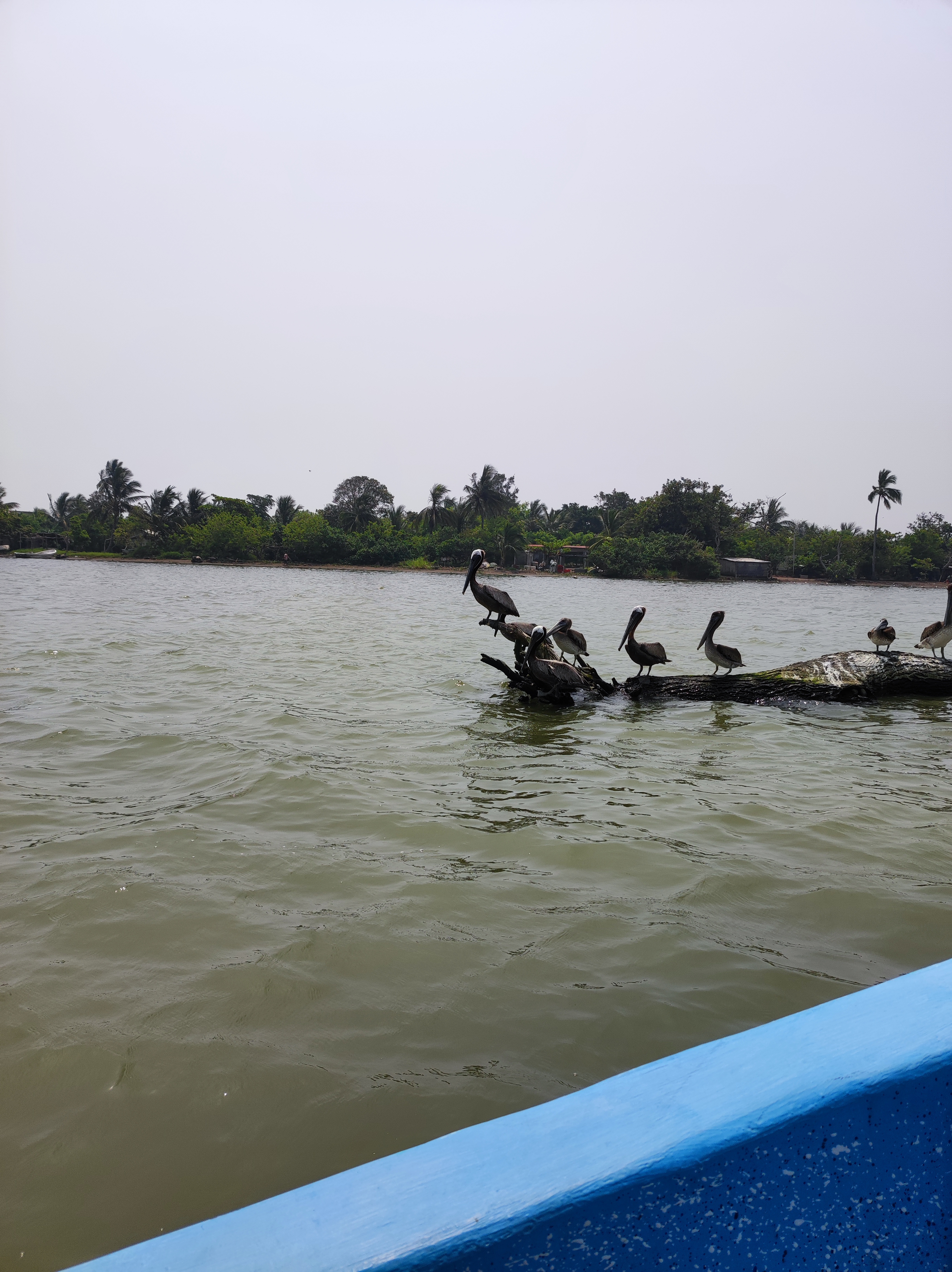 Embarcadero Manglar Tecolutla image 7