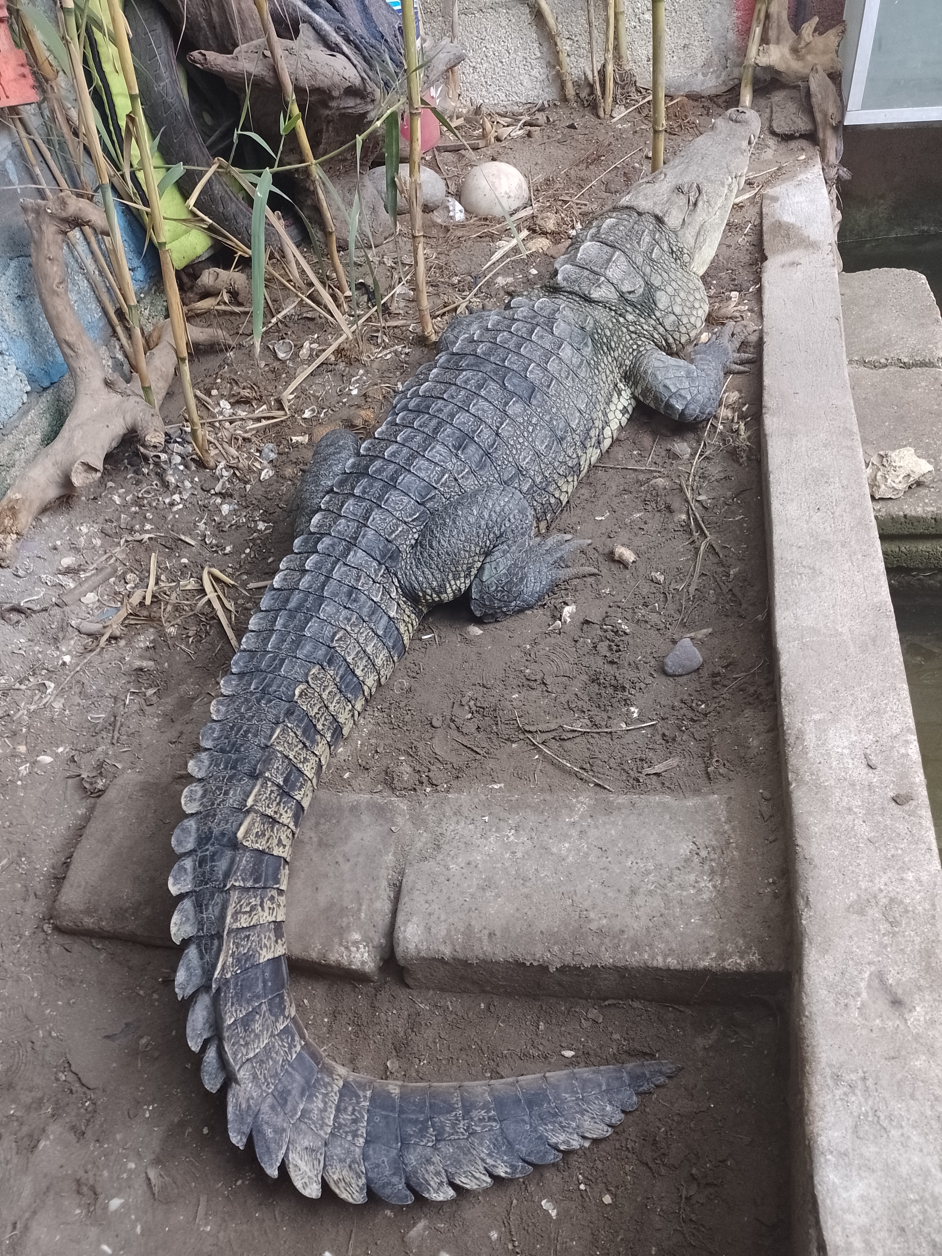Embarcadero Manglar Tecolutla image 8