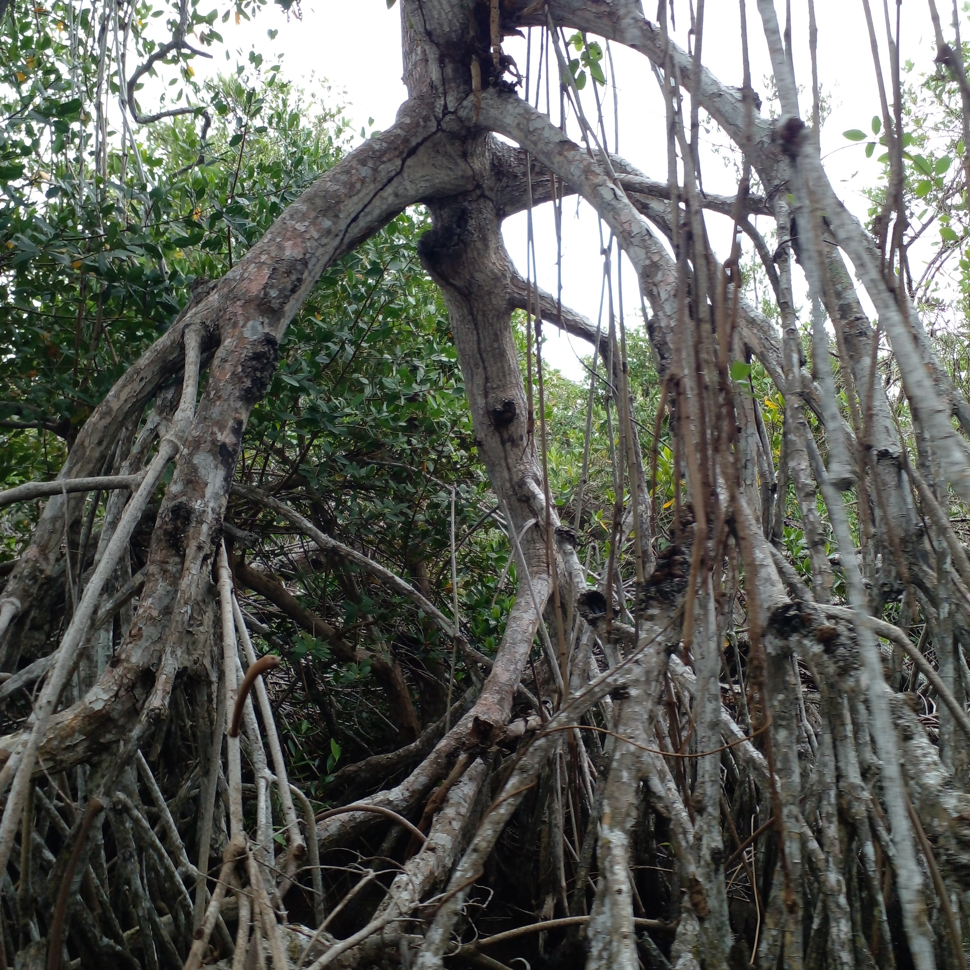 Embarcadero Manglar Tecolutla image 10
