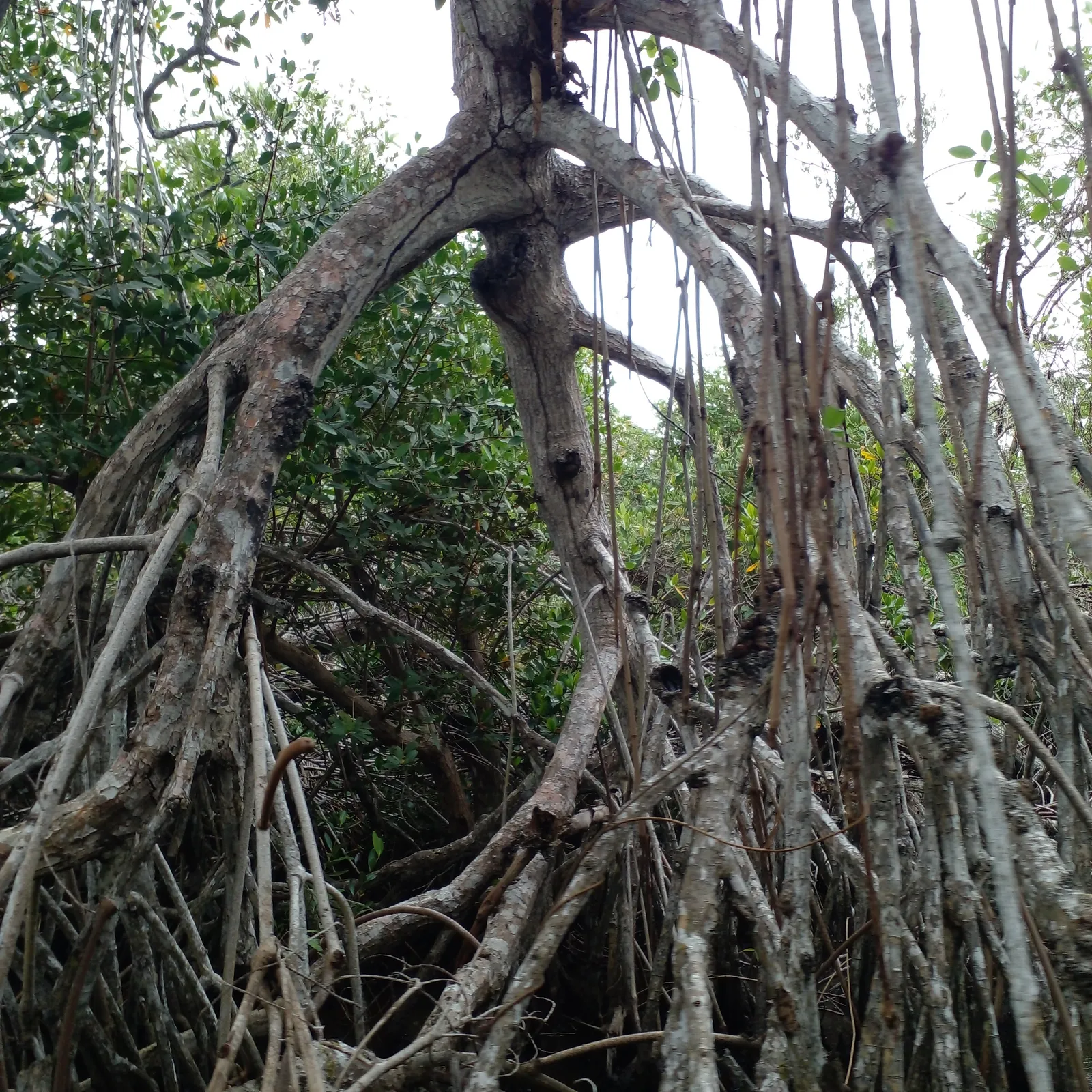 Embarcadero Manglar Tecolutla image 10