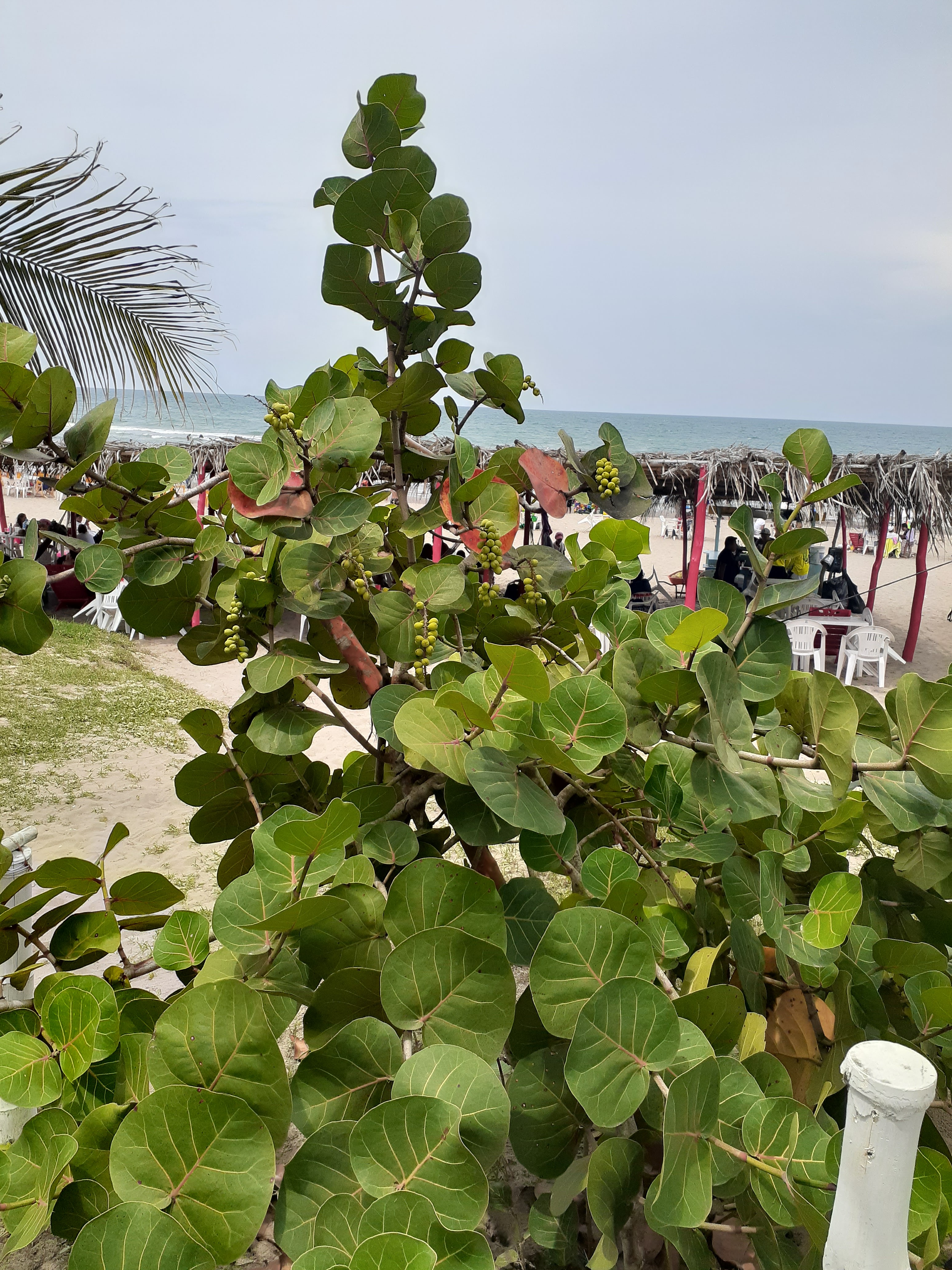 Palapas TRIMAR image 9