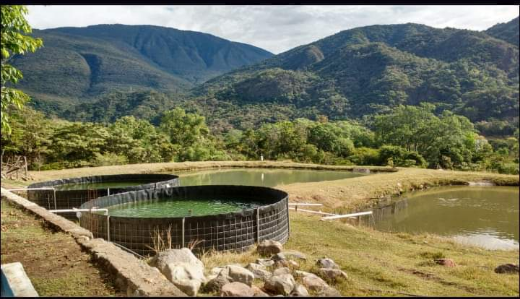 Granja de pescados la Lupita image 5
