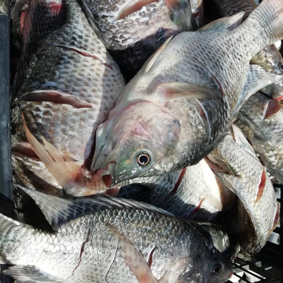 Granja La Familia Tilapia image 3