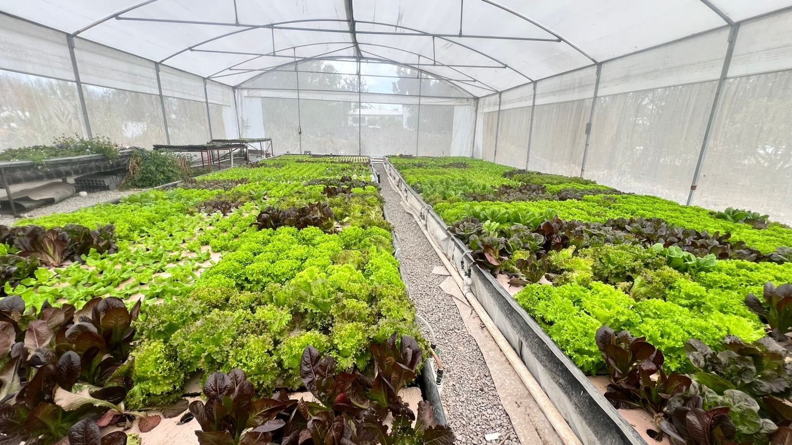 Granja La Familia Tilapia image 4