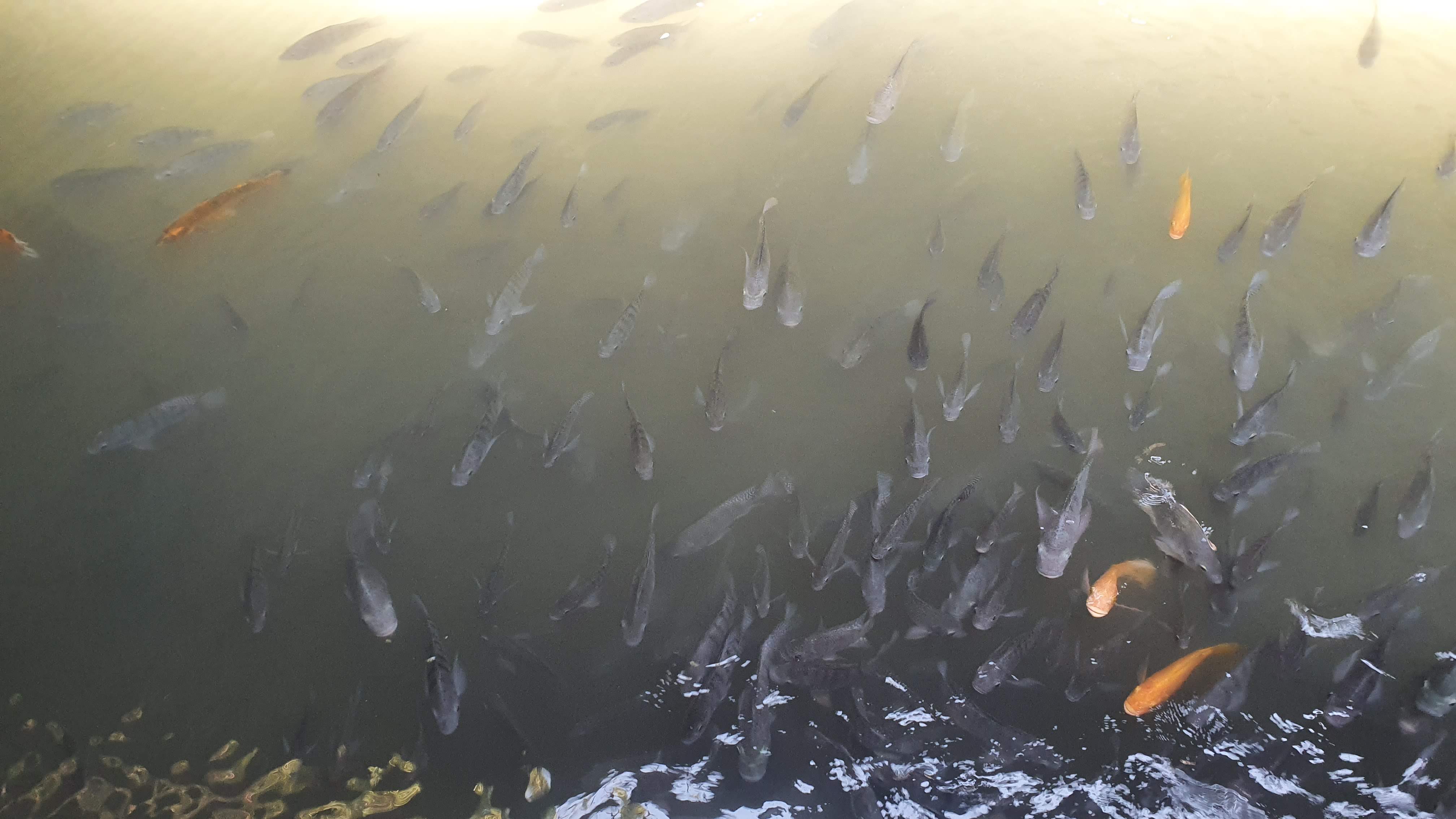 RESTAURANT CANTA RANAS image 7