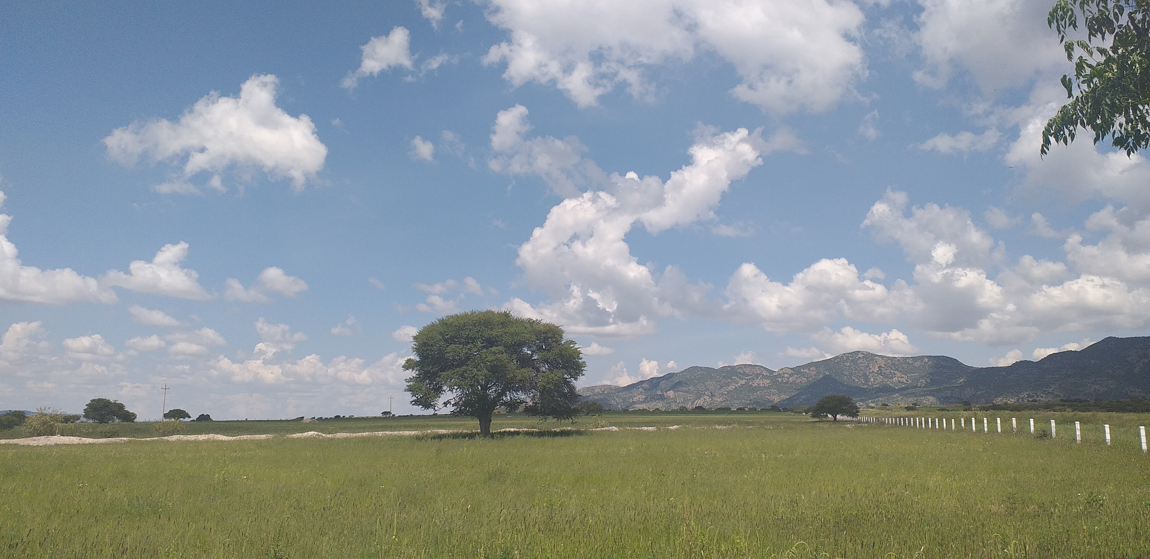 Pescado Frito image 8