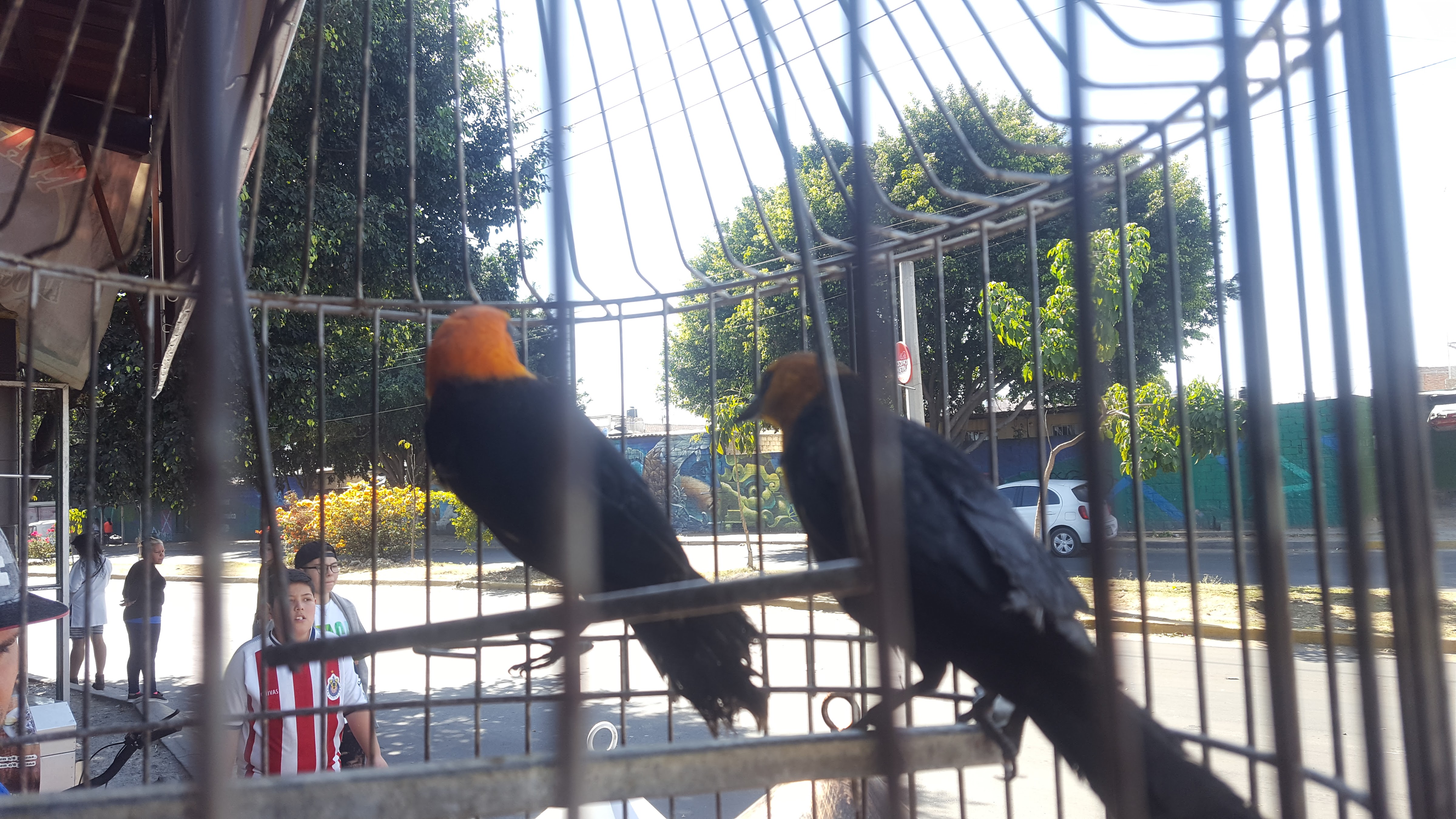 Mariscos Alys image 10